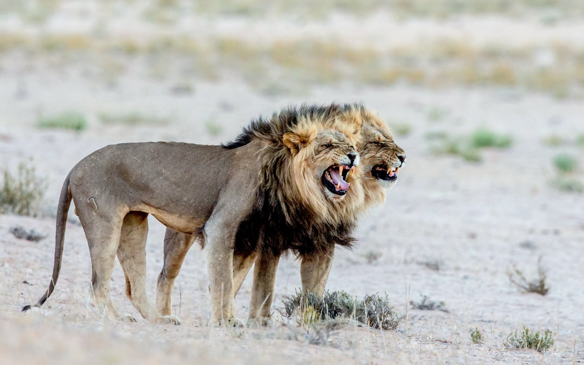 leones naturaleza áfrica