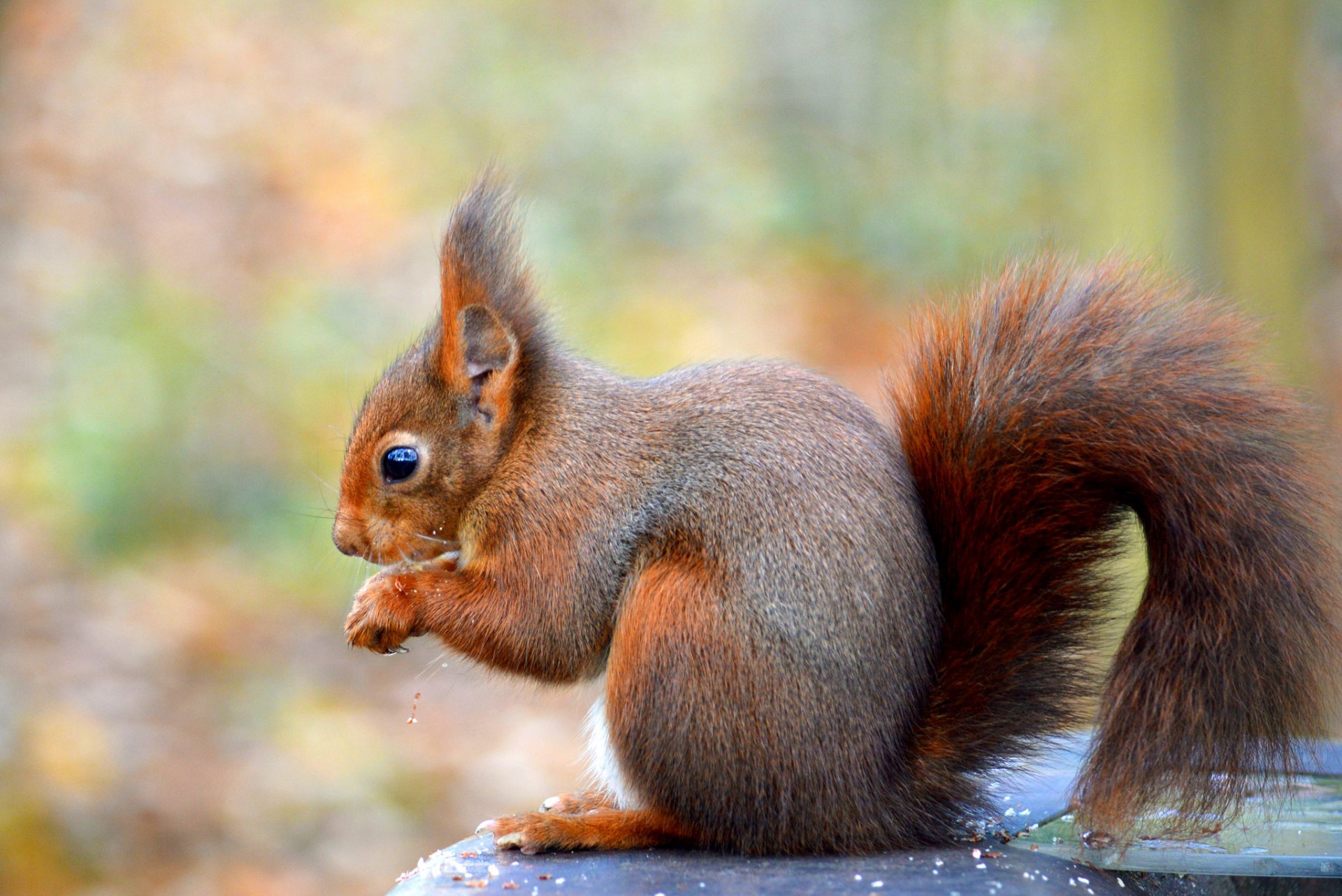 eichhörnchen rothaarige hintergrund