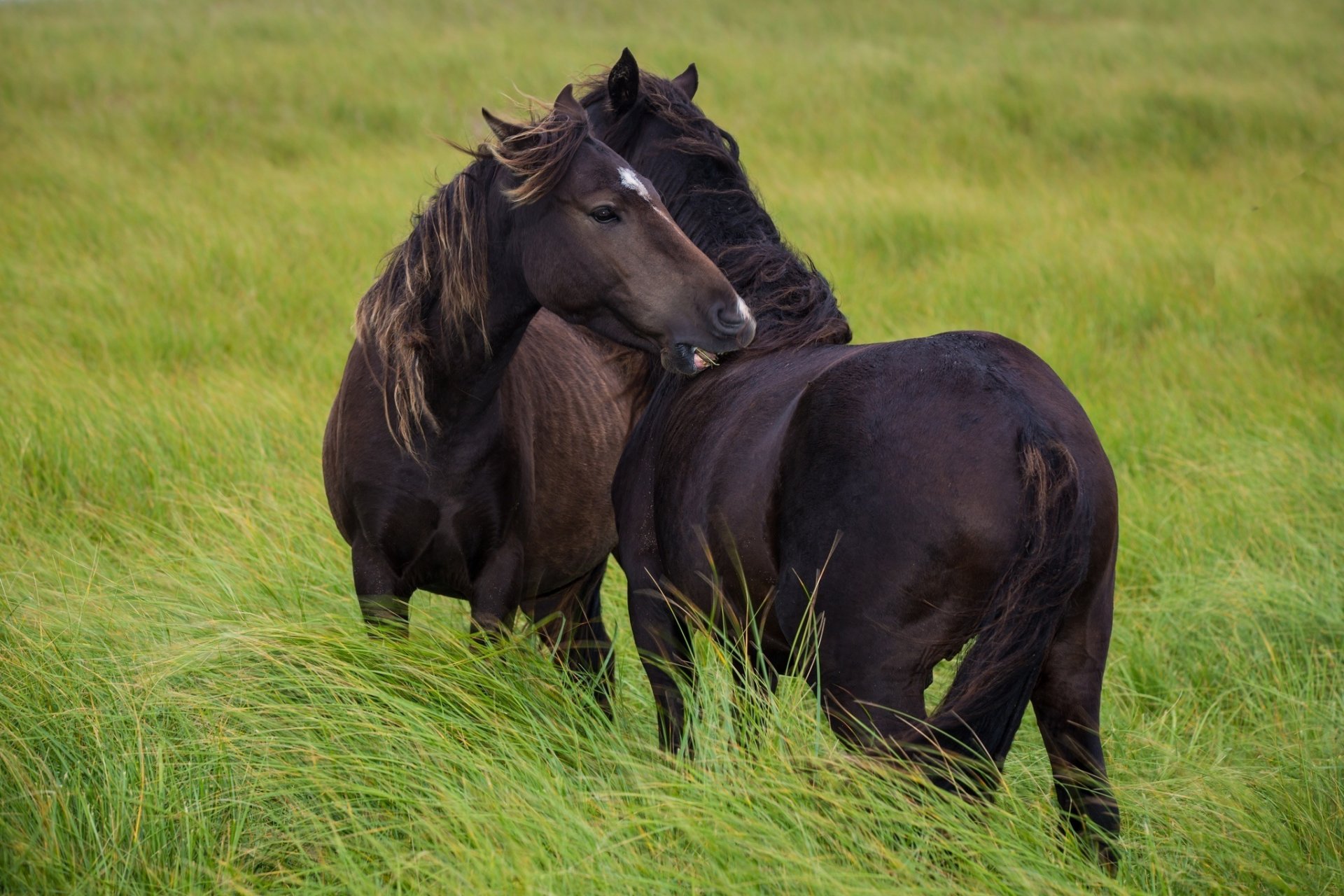 chevaux chevaux couple belette amitié pâturage vent