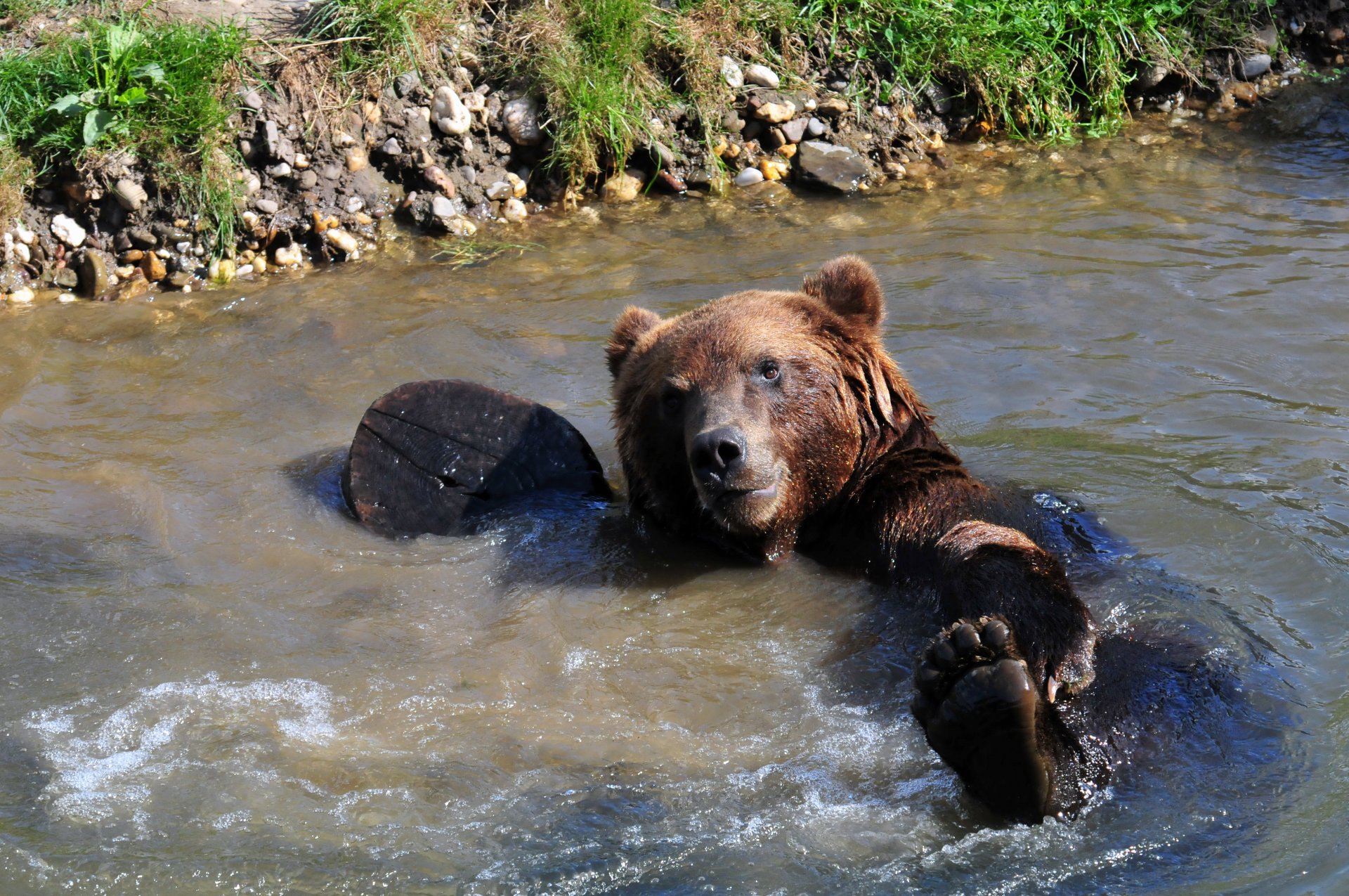 oso oso de peluche baño pata mojado