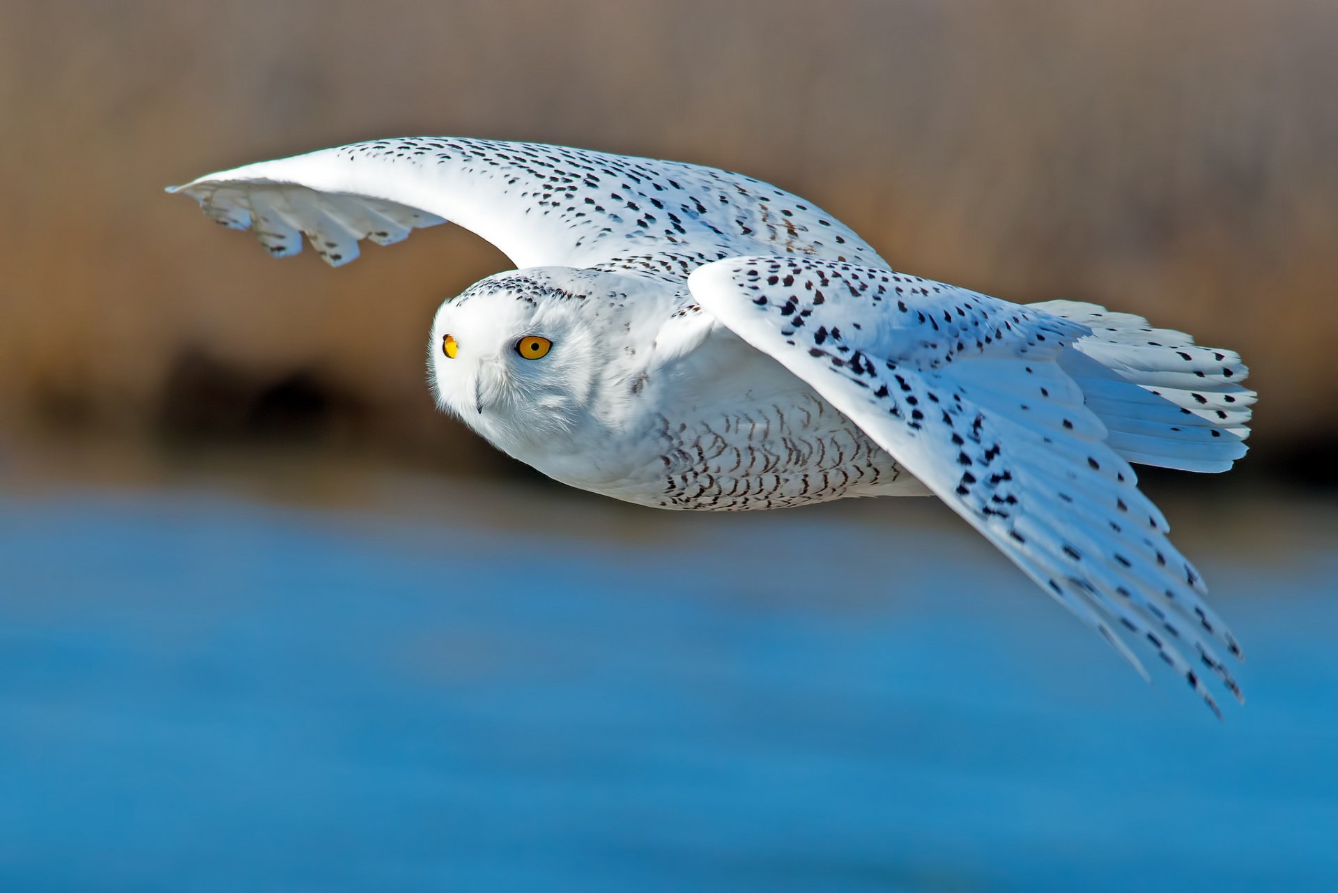 hibou polaire oiseau ailes vol