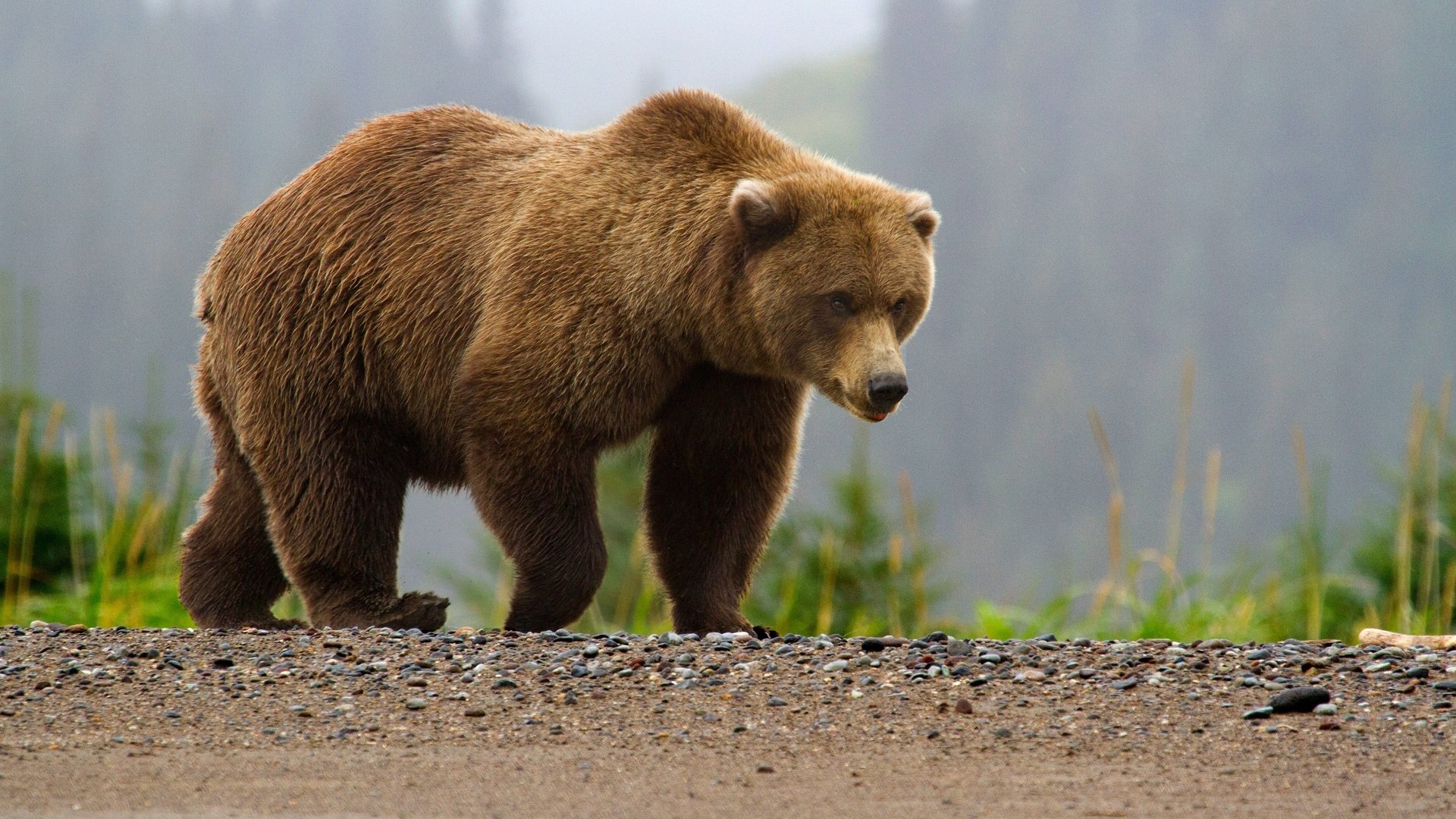 bear brown teddy bear