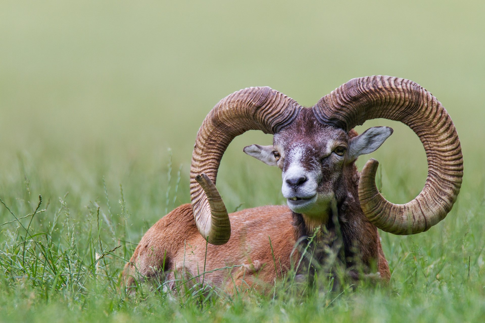 gras mufflon europäisch hörner schöner mann naturschutzgebiet poing bayern