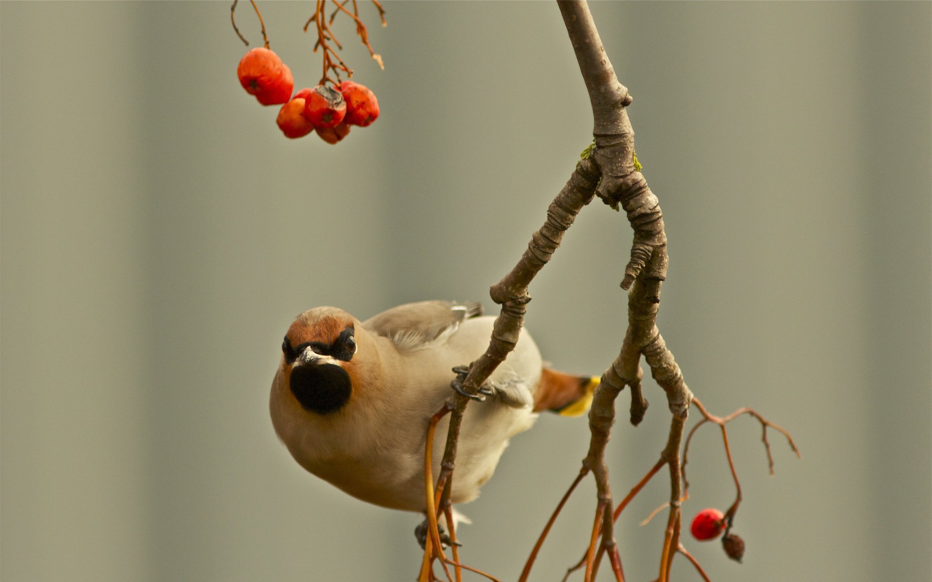 waxwing uccello ramo bacche messa a fuoco autunno