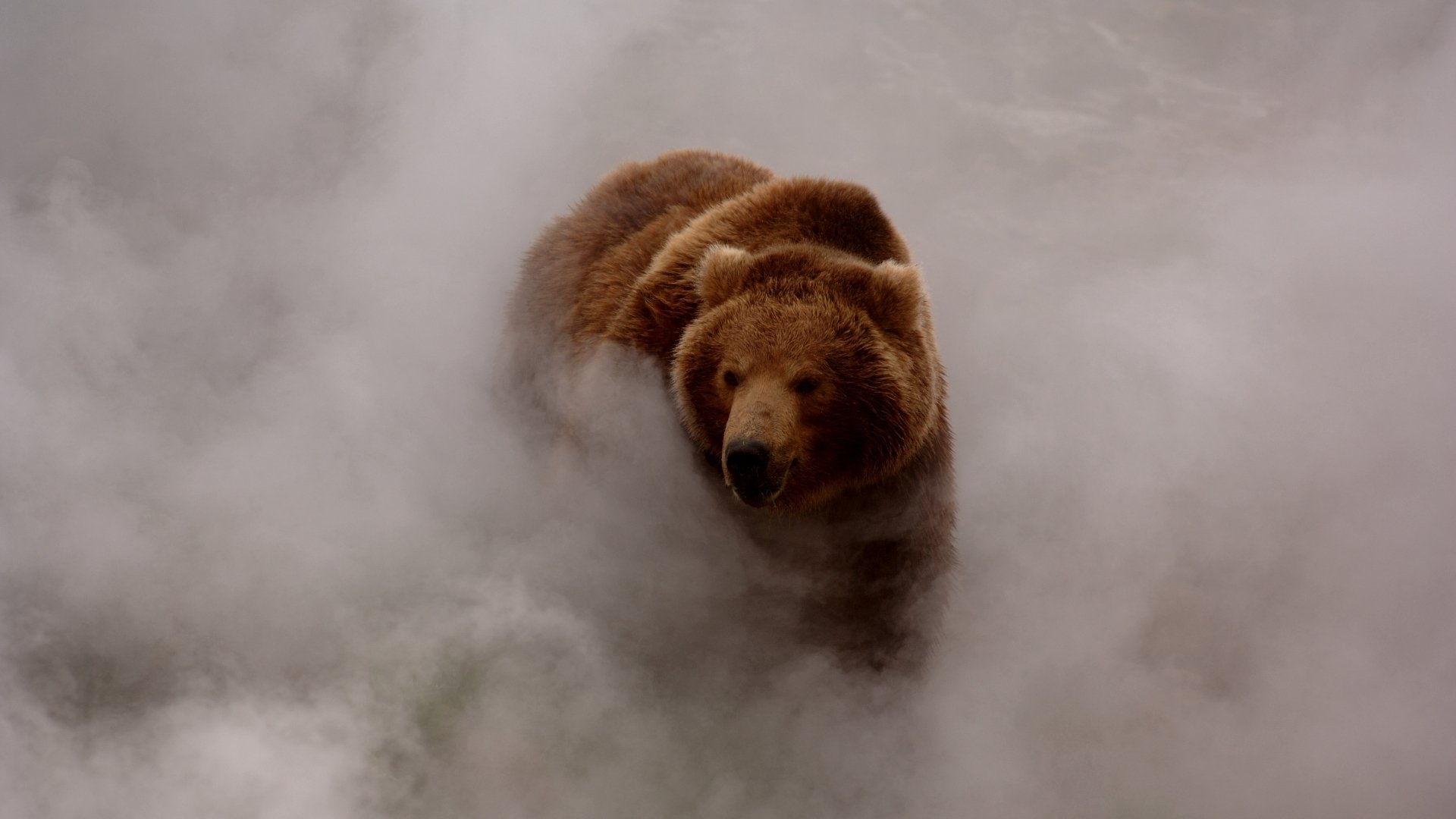 bär braun rauch nebel