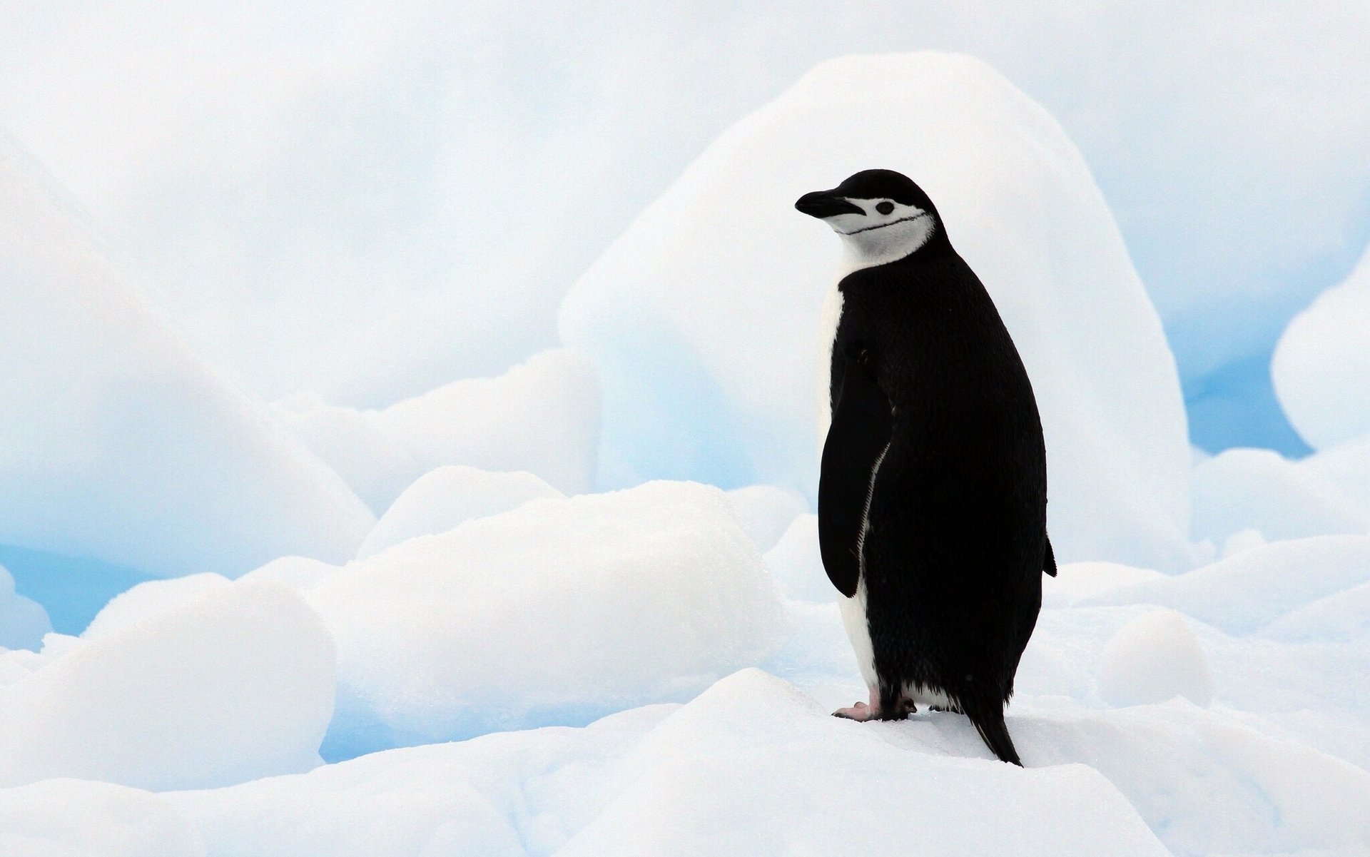 antarctic penguin antarctica ice floe