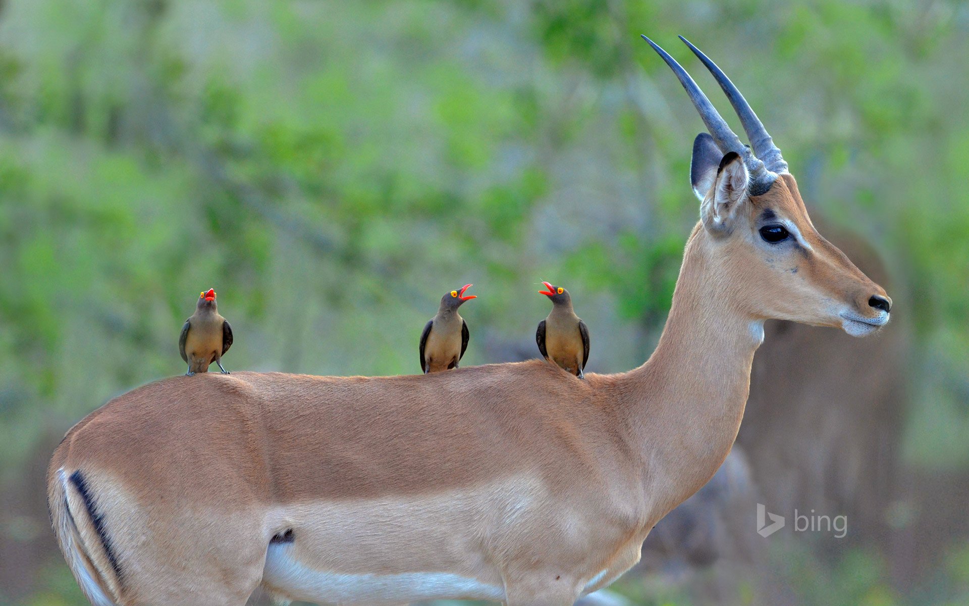 krüger-nationalpark südafrika afrika schwarze antilope impala vögel farbe schnabel hörner