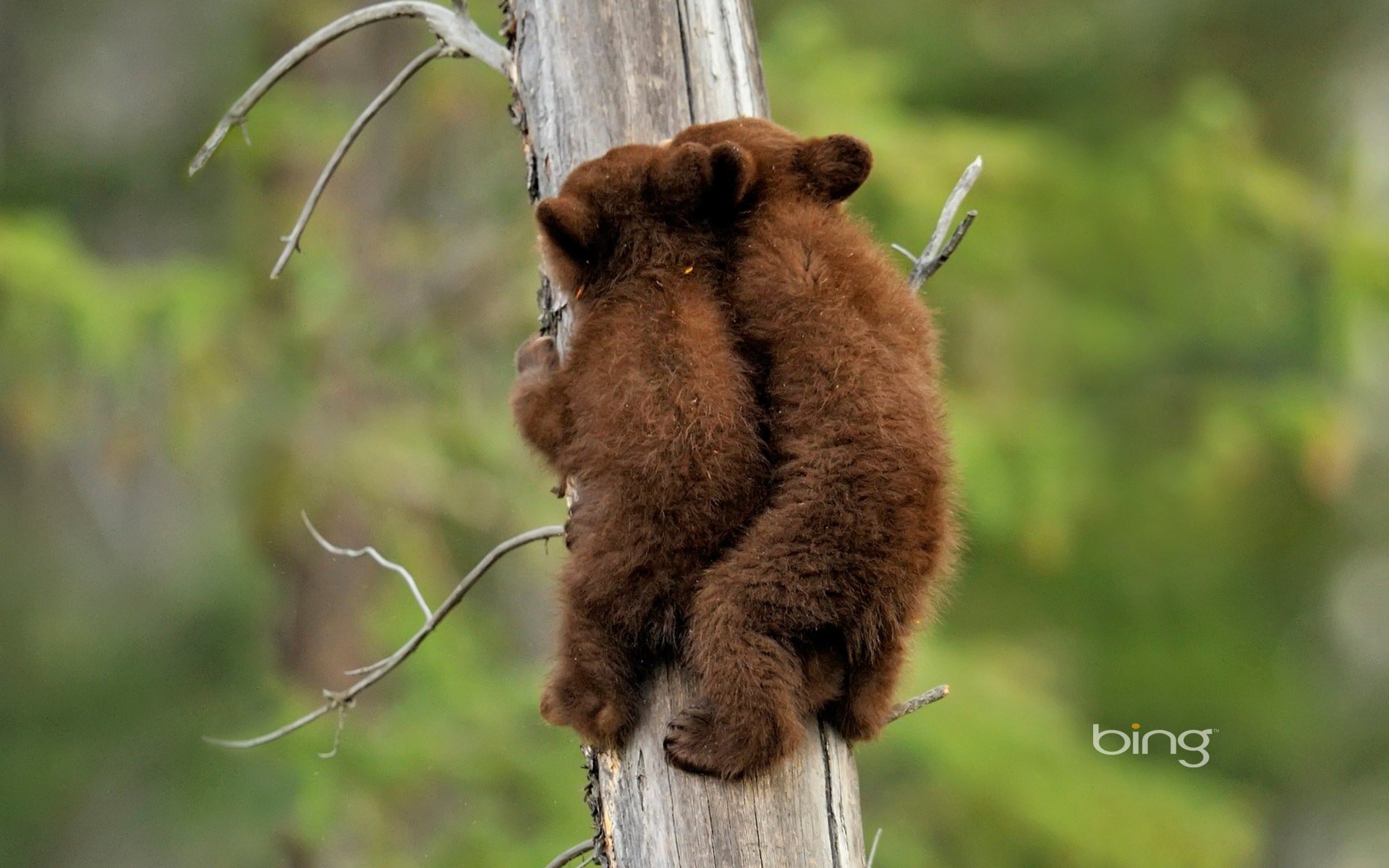 jasper national park alberta canada cubs american black bear bears tree nature the situation