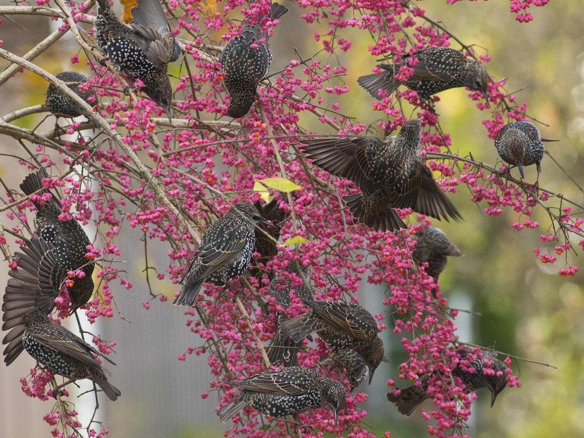 étourneaux oiseaux arbre branches baies