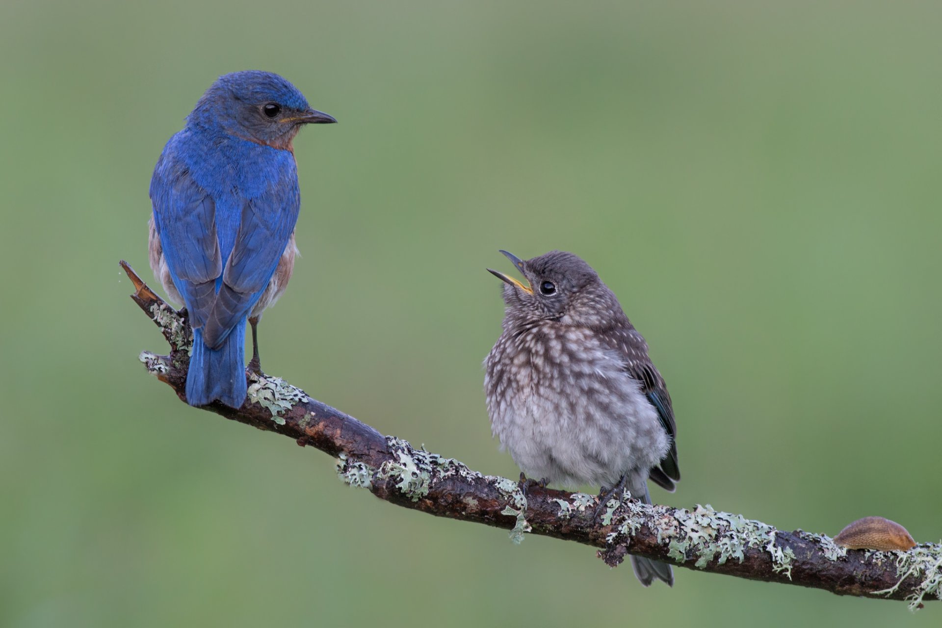 branch birds chick bluebirds stage