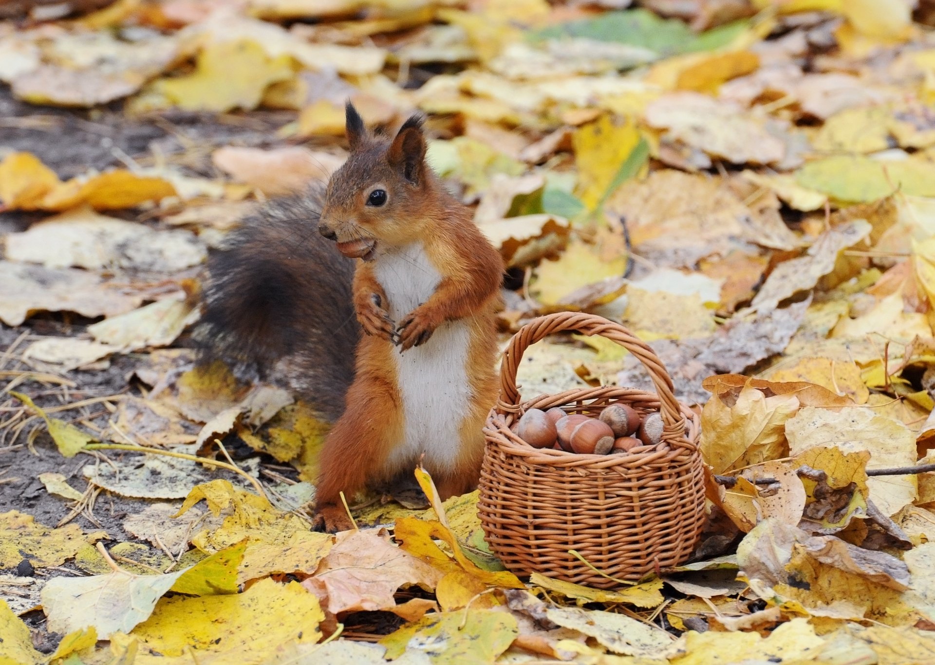 herbst eichhörnchen korb nüsse