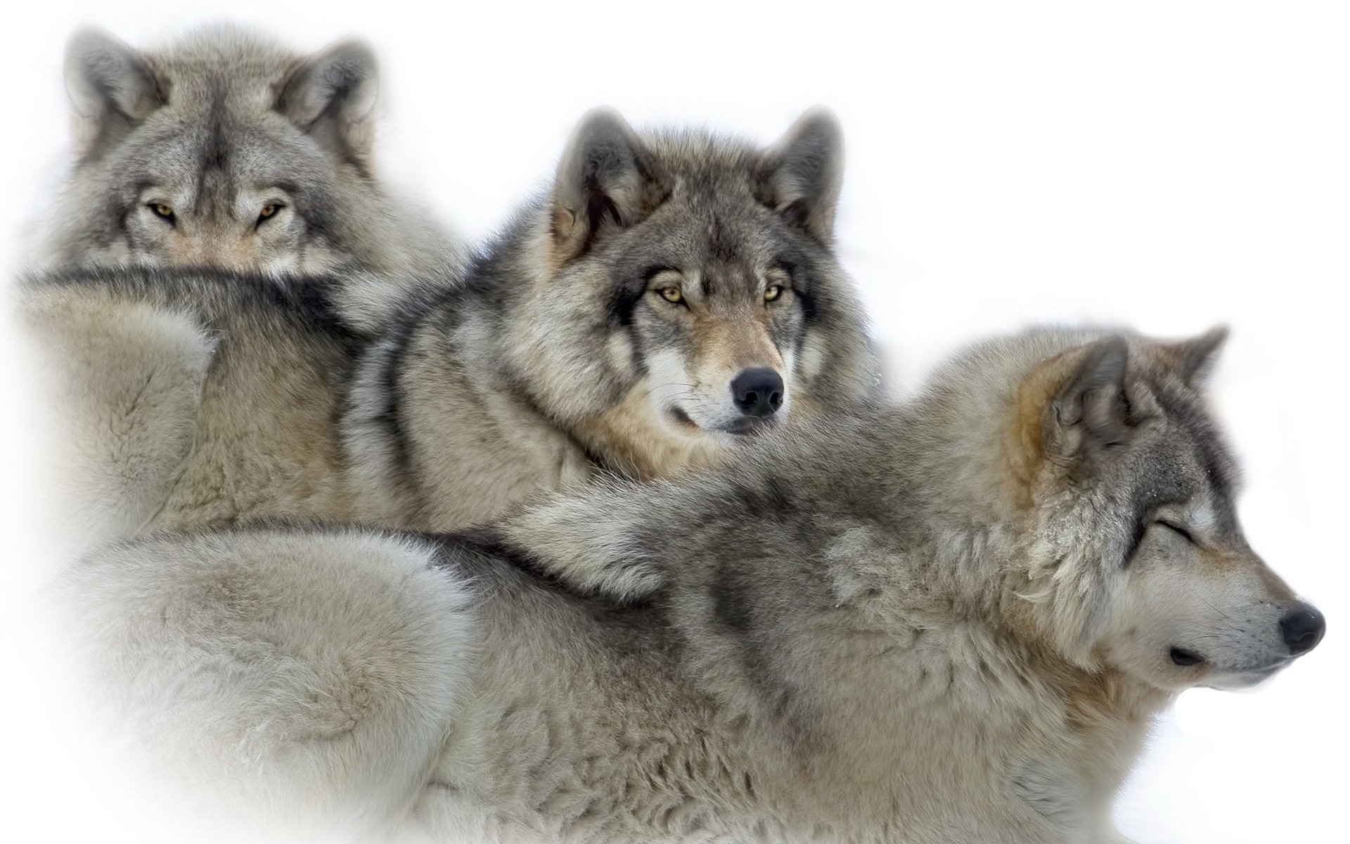 wolves nature background