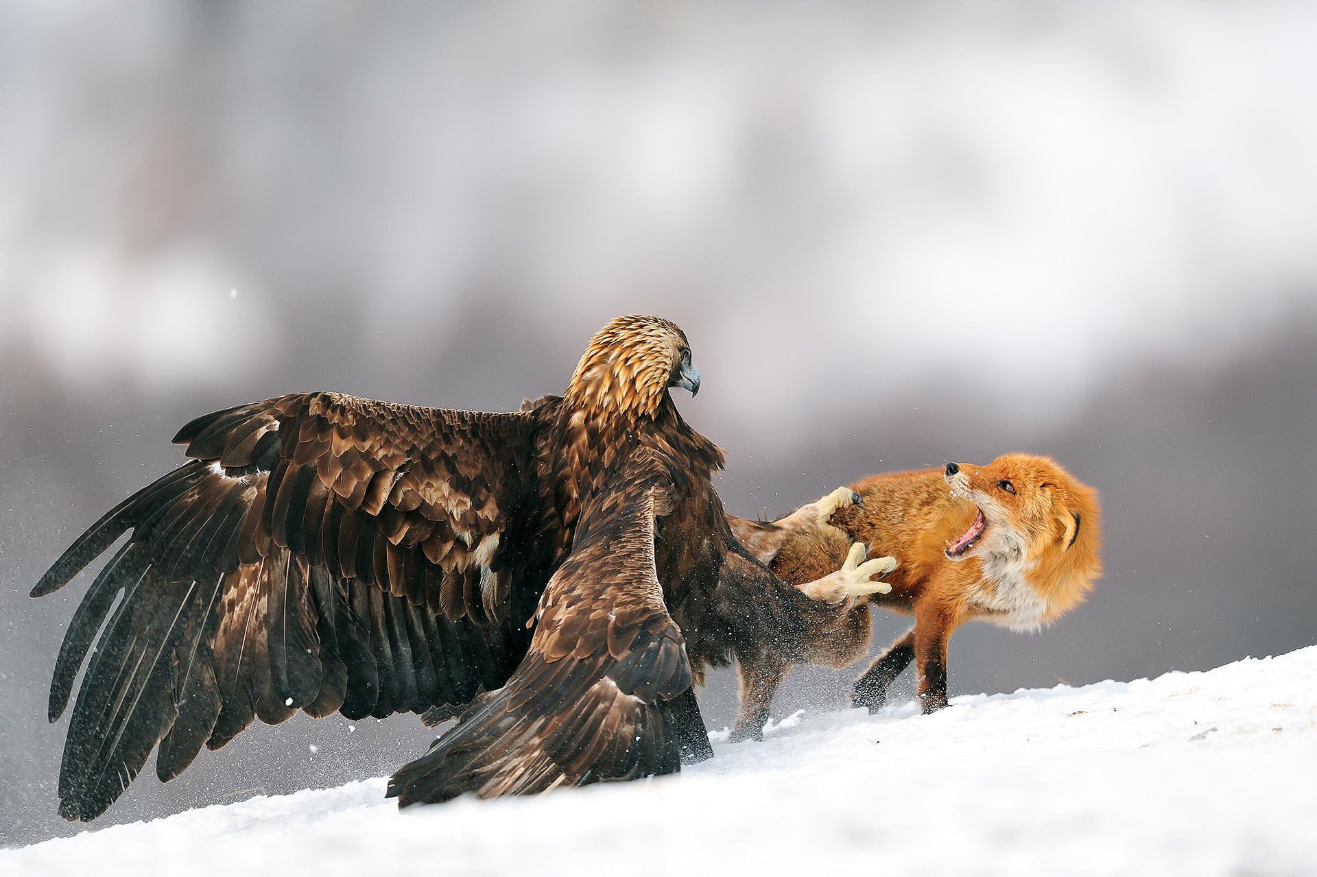 aigle oiseau renard bataille hiver neige