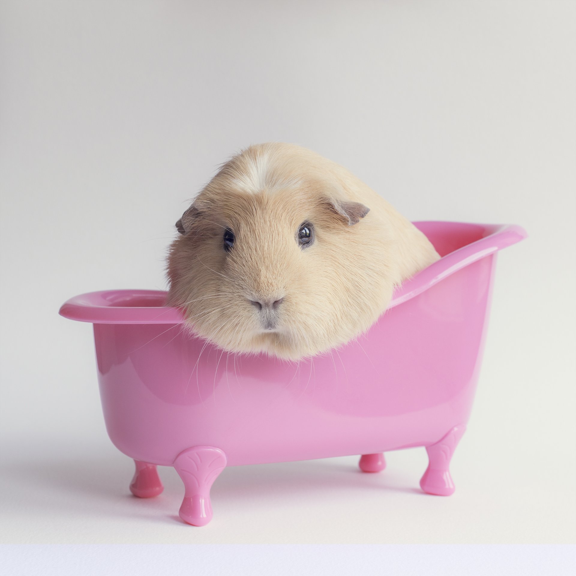 cavia vasca da bagno rosa sfondo