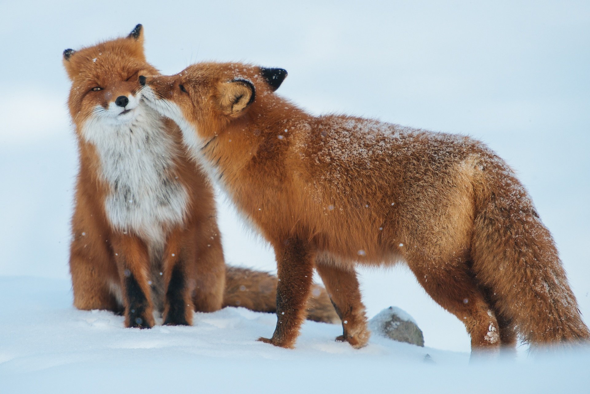 zorros invierno nieve pareja depredadores