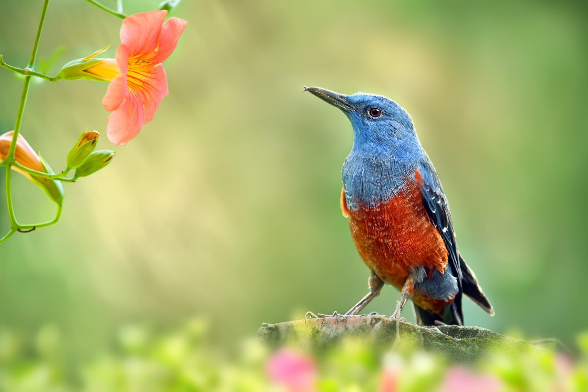 vogel garten zweig blumen makro natur