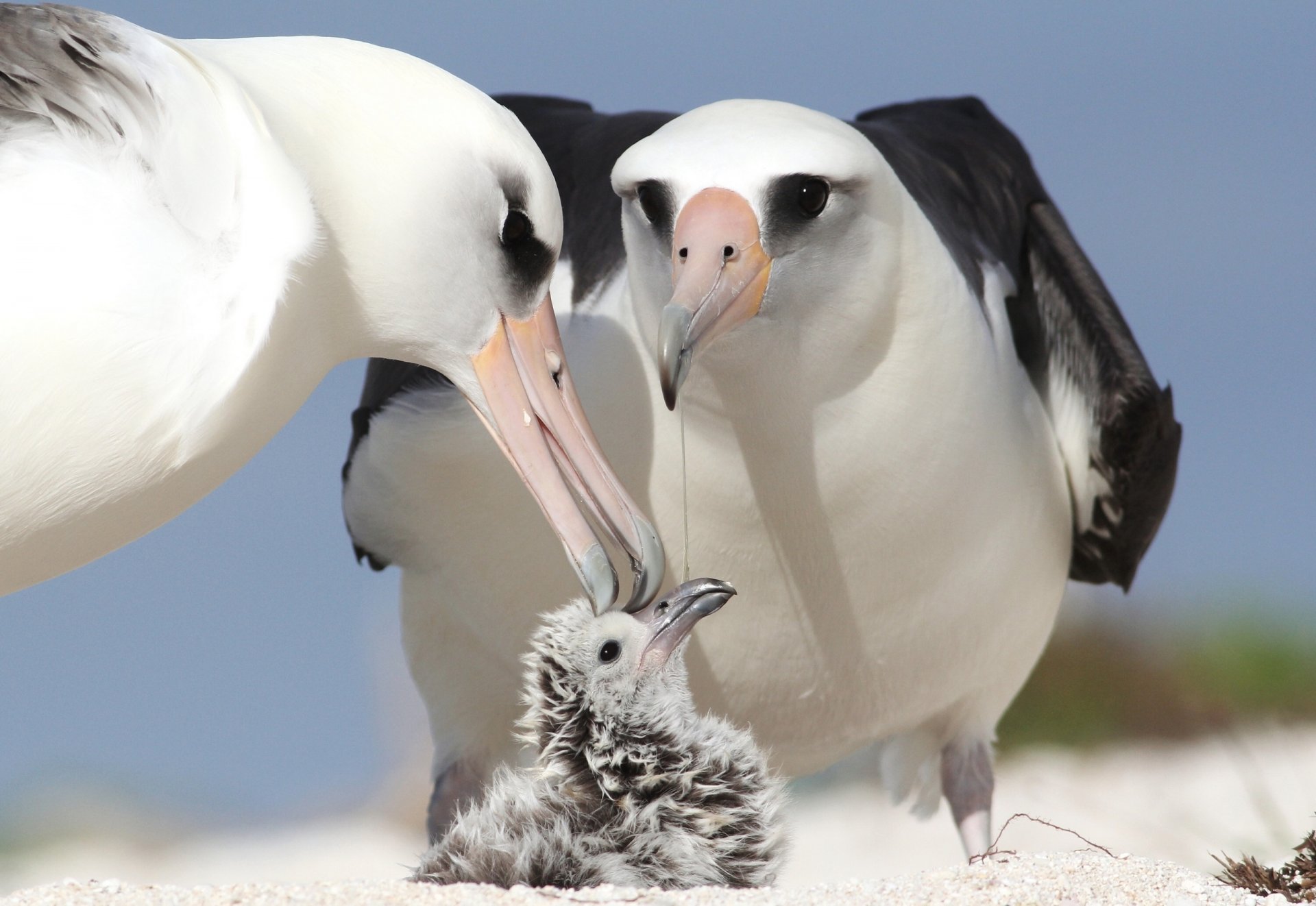 albatrosses chick parents bird