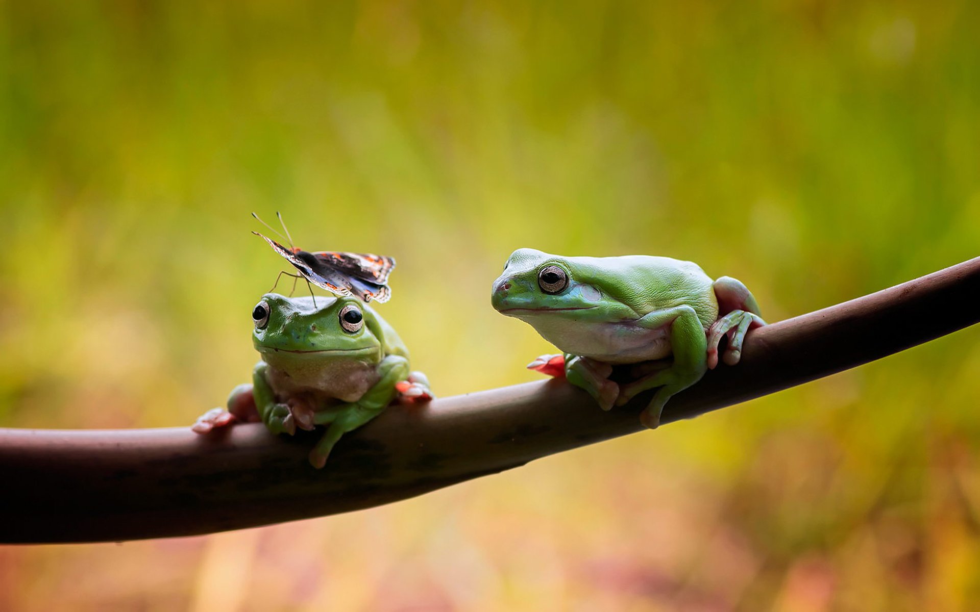 frog the pair two branch butterfly