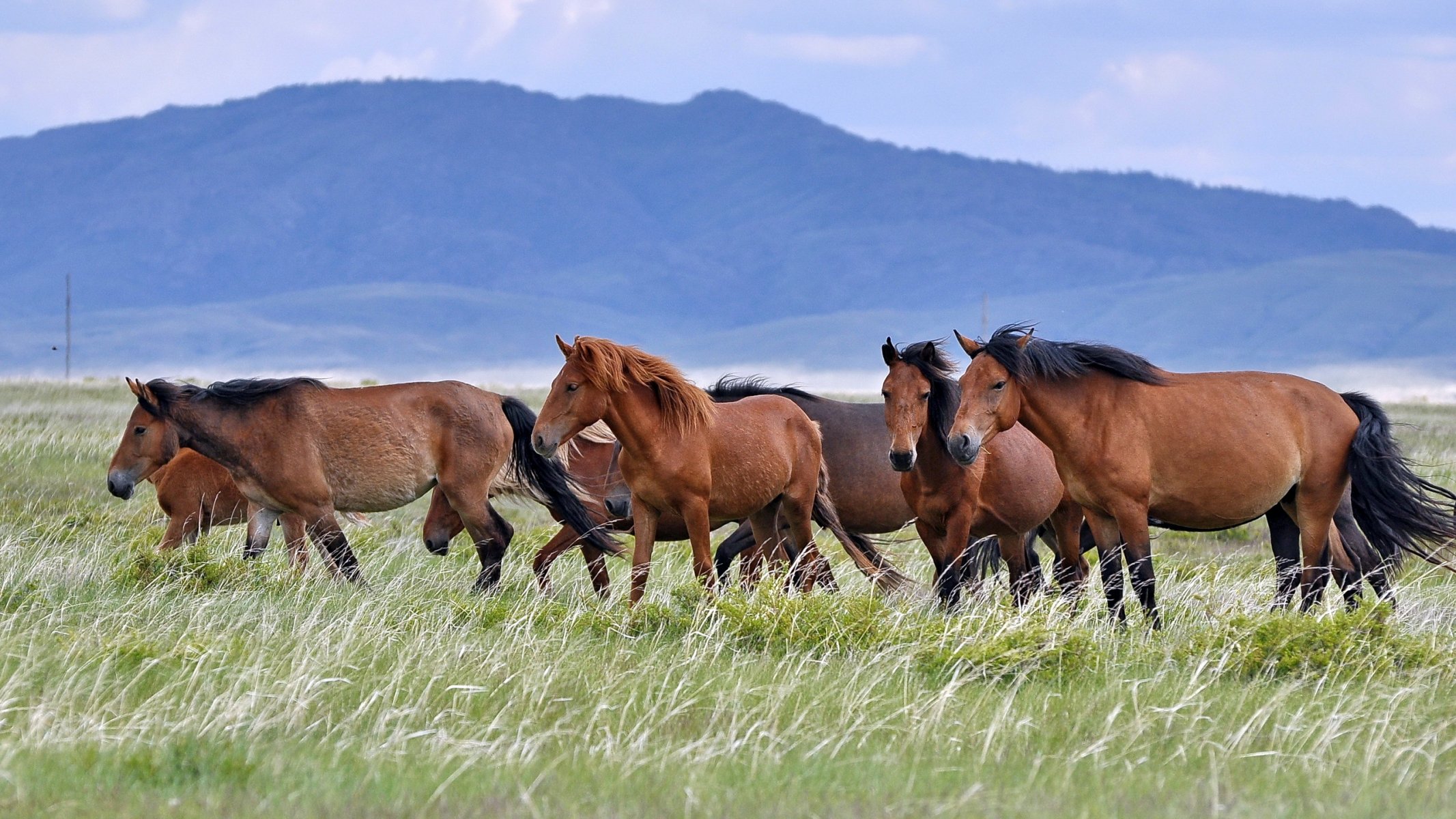 horses the field nature