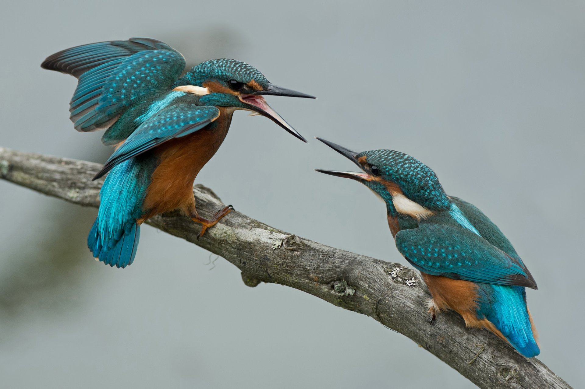 branch birds two kingfisher quarrel