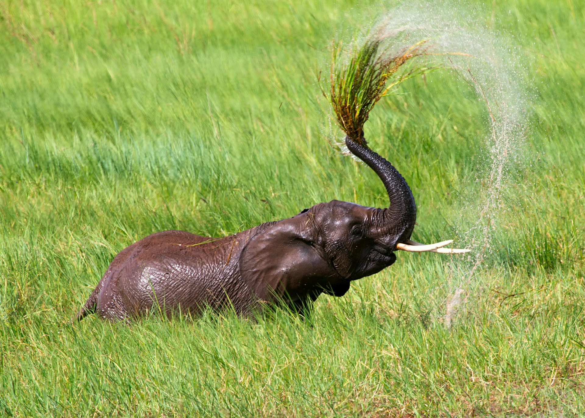 africa tanzania elefante calore acqua doccia lago spruzzi gocce