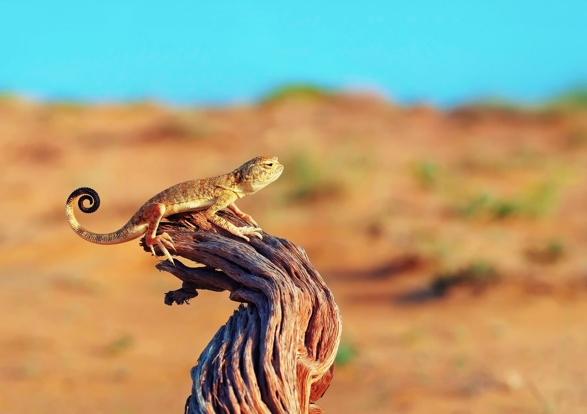 lagarto rama madera flotante árbol desierto cielo