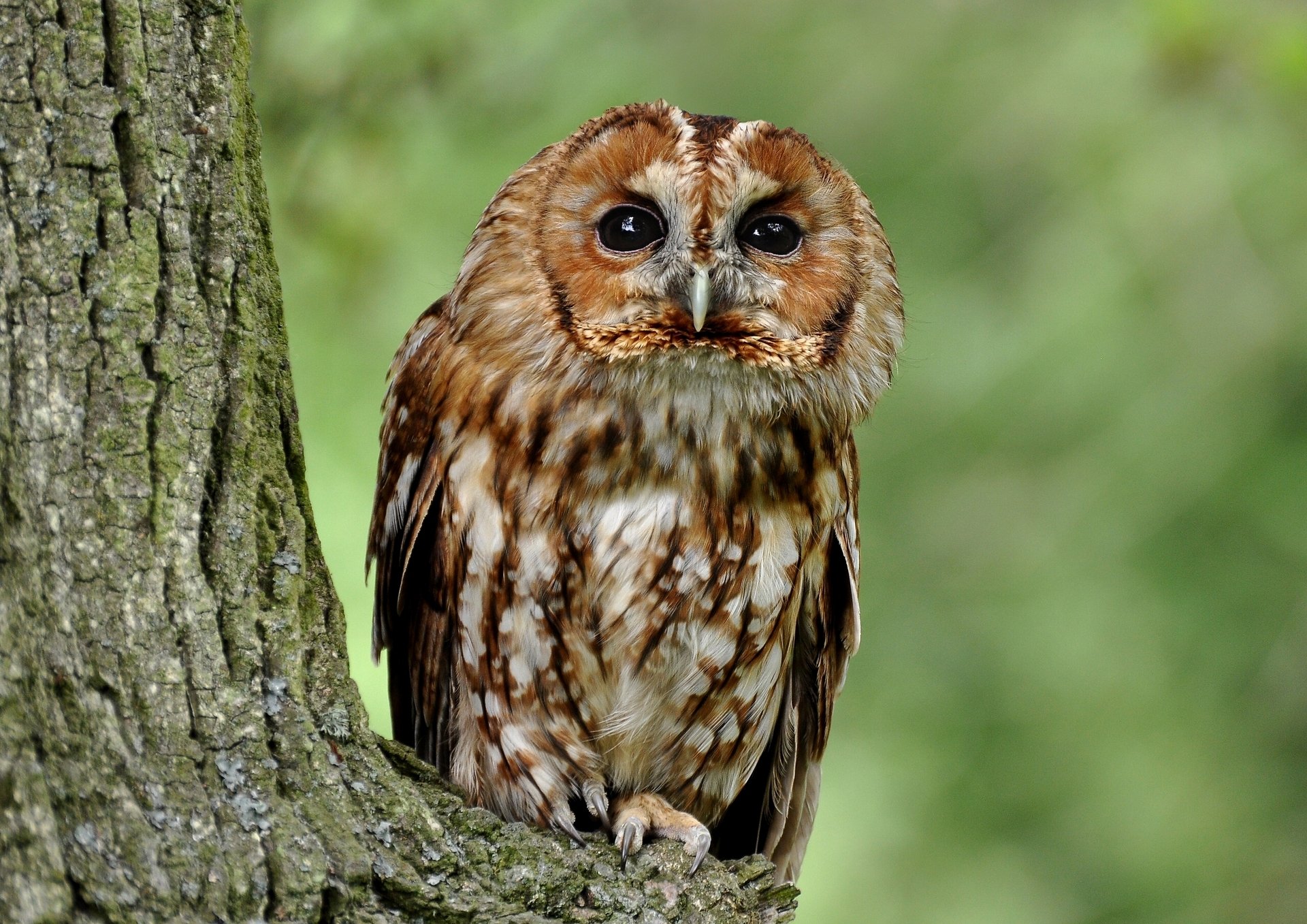 gris hibou arbre