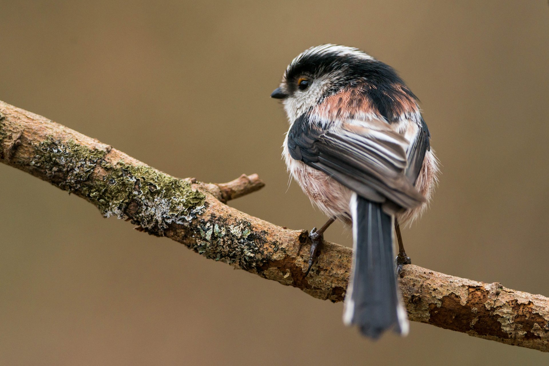 zweig vogel langschwänzige meise hintergrund