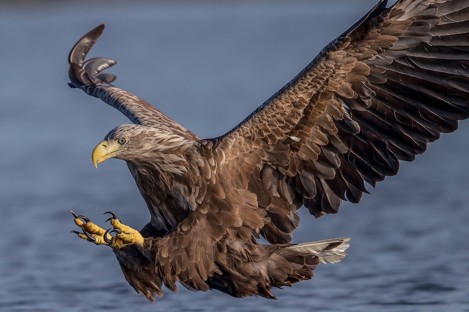 aquila dalla coda bianca falco predatore uccello ali