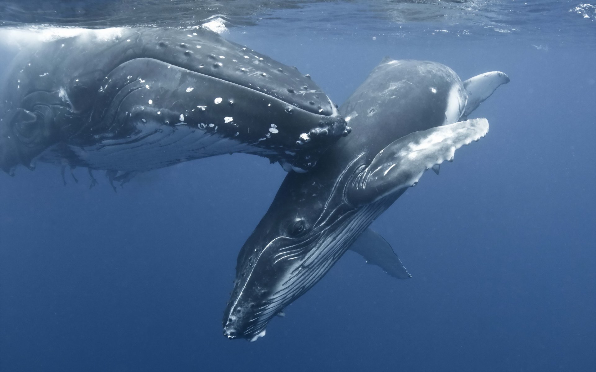 baleine mer nature