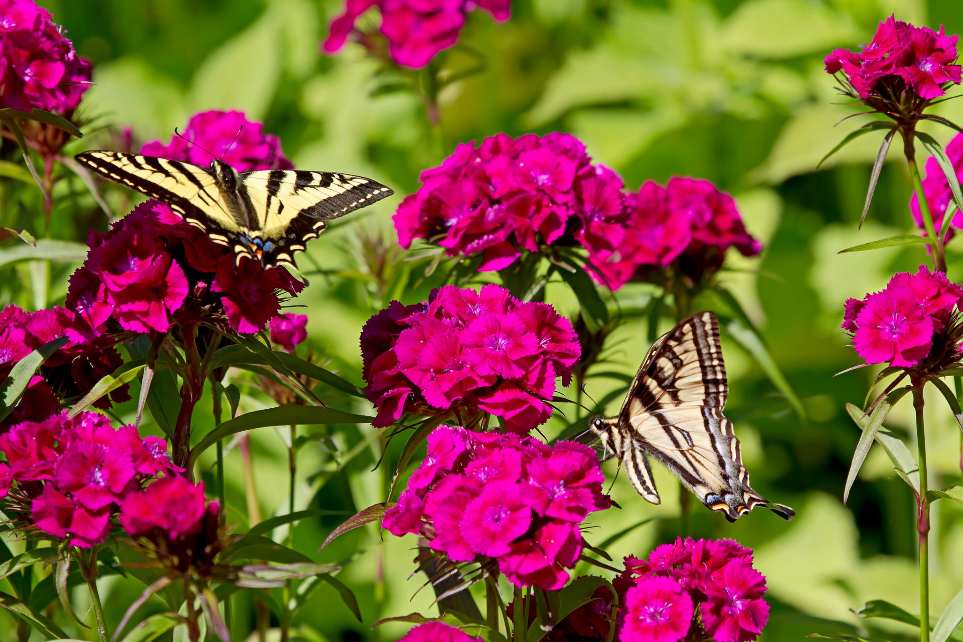 butterfly flower carnation