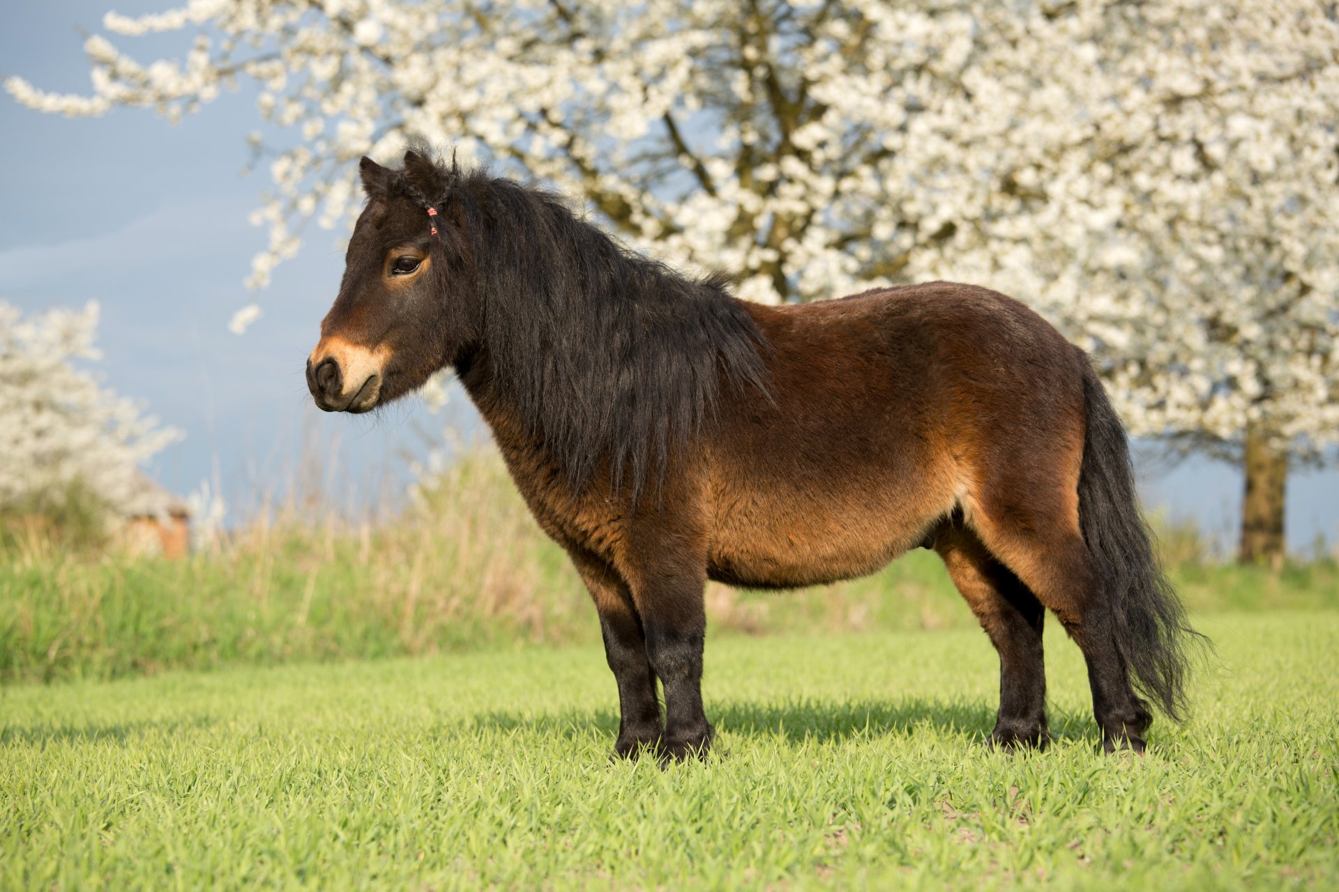 animals horse nature the field flowering trees grass animal horse field