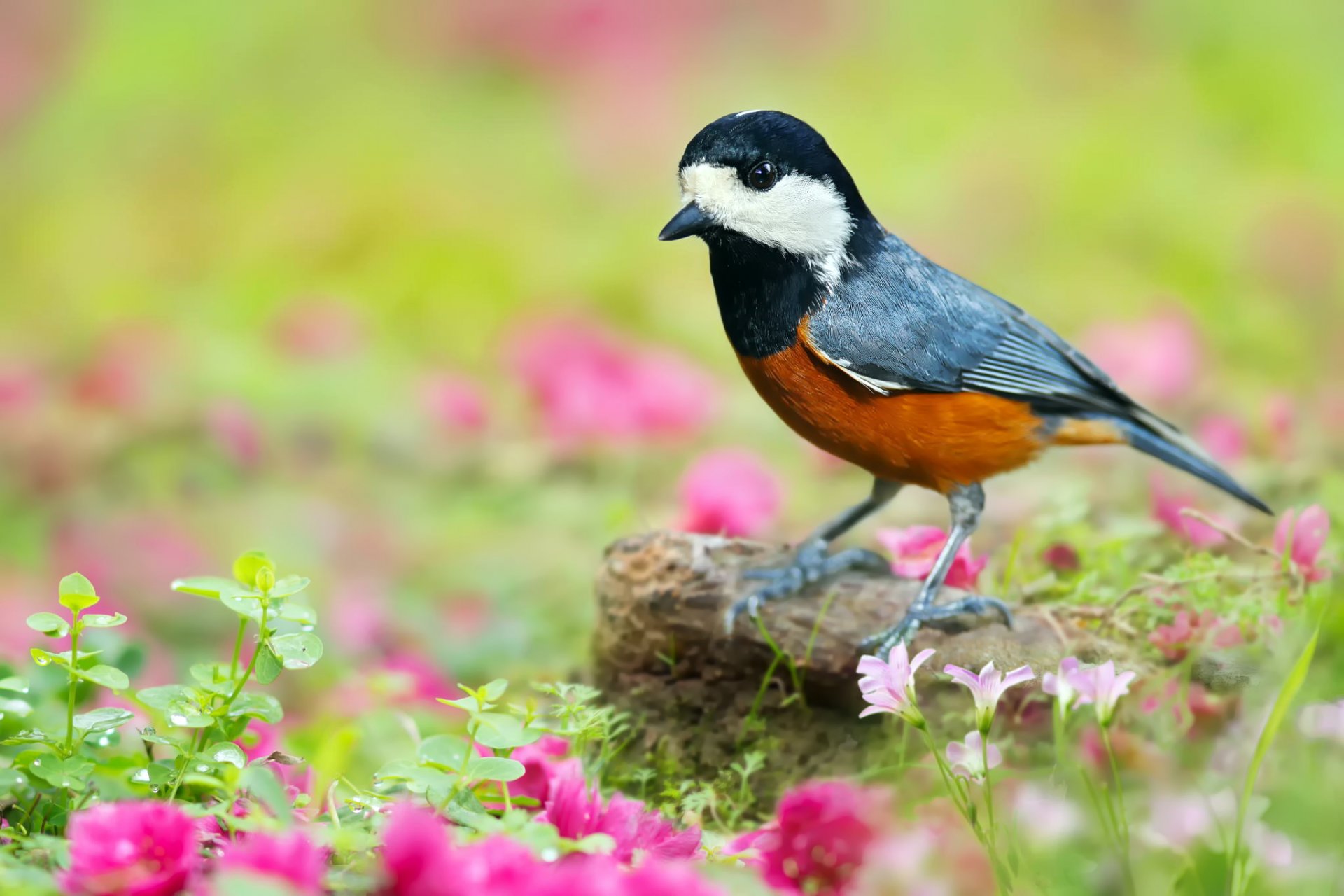 thyssenmeise japanische meise vogel natur stein blumen rosa gras blätter grüns