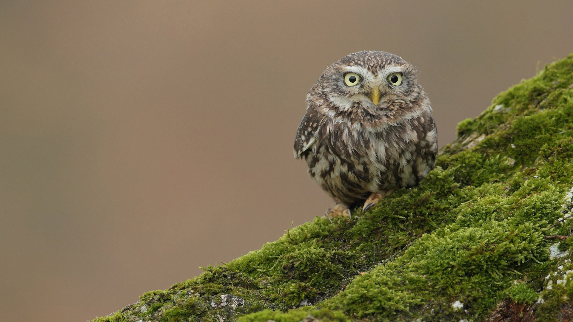 pájaro búho colina montículo musgo