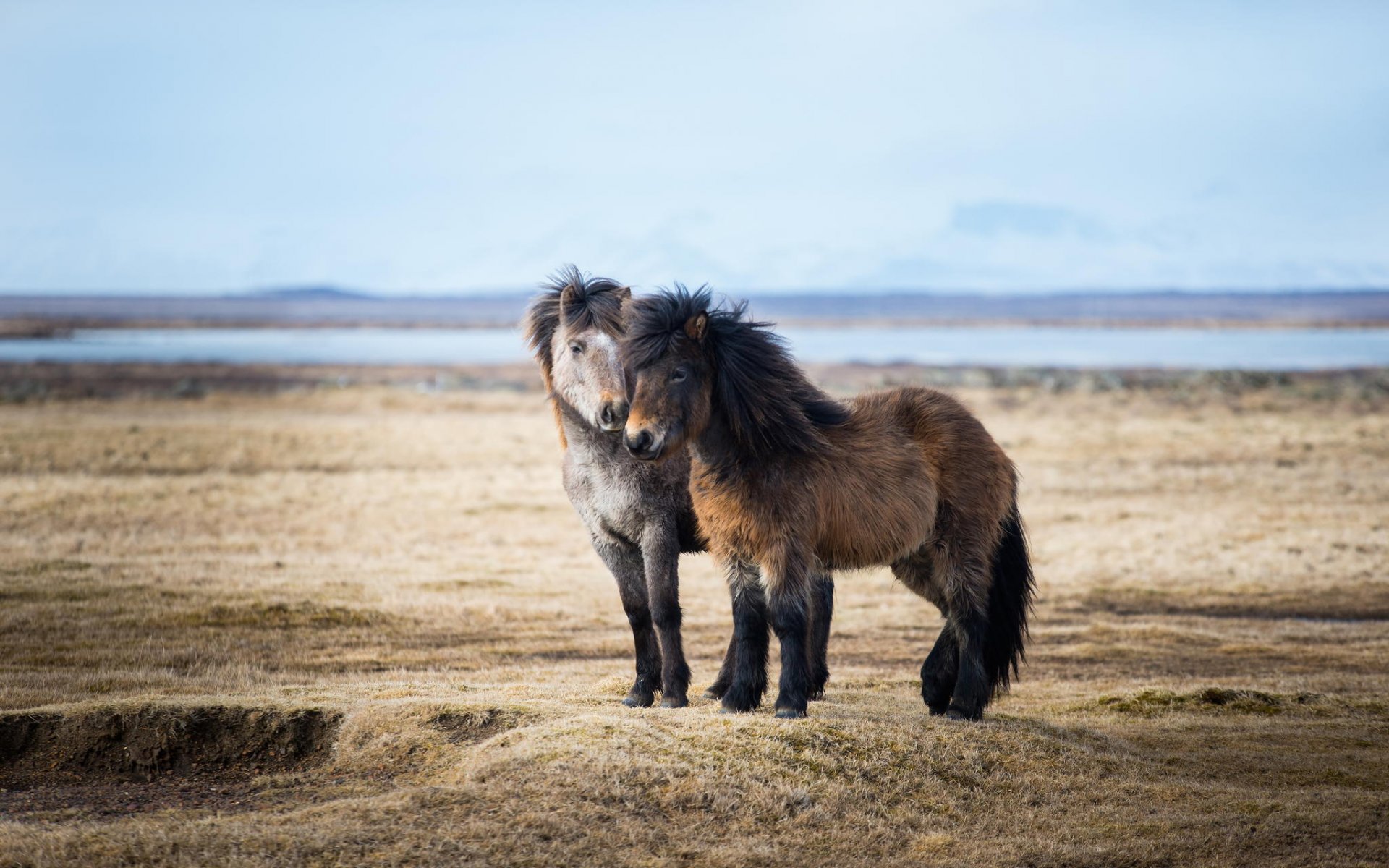 pferde ponys paar island natur weite