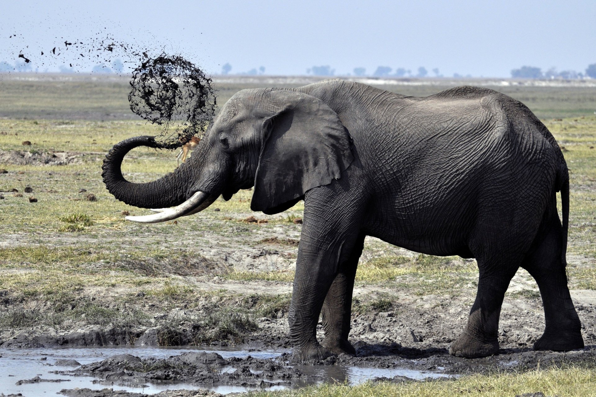 elefant schmutz pfütze stoßzähne stamm dusche