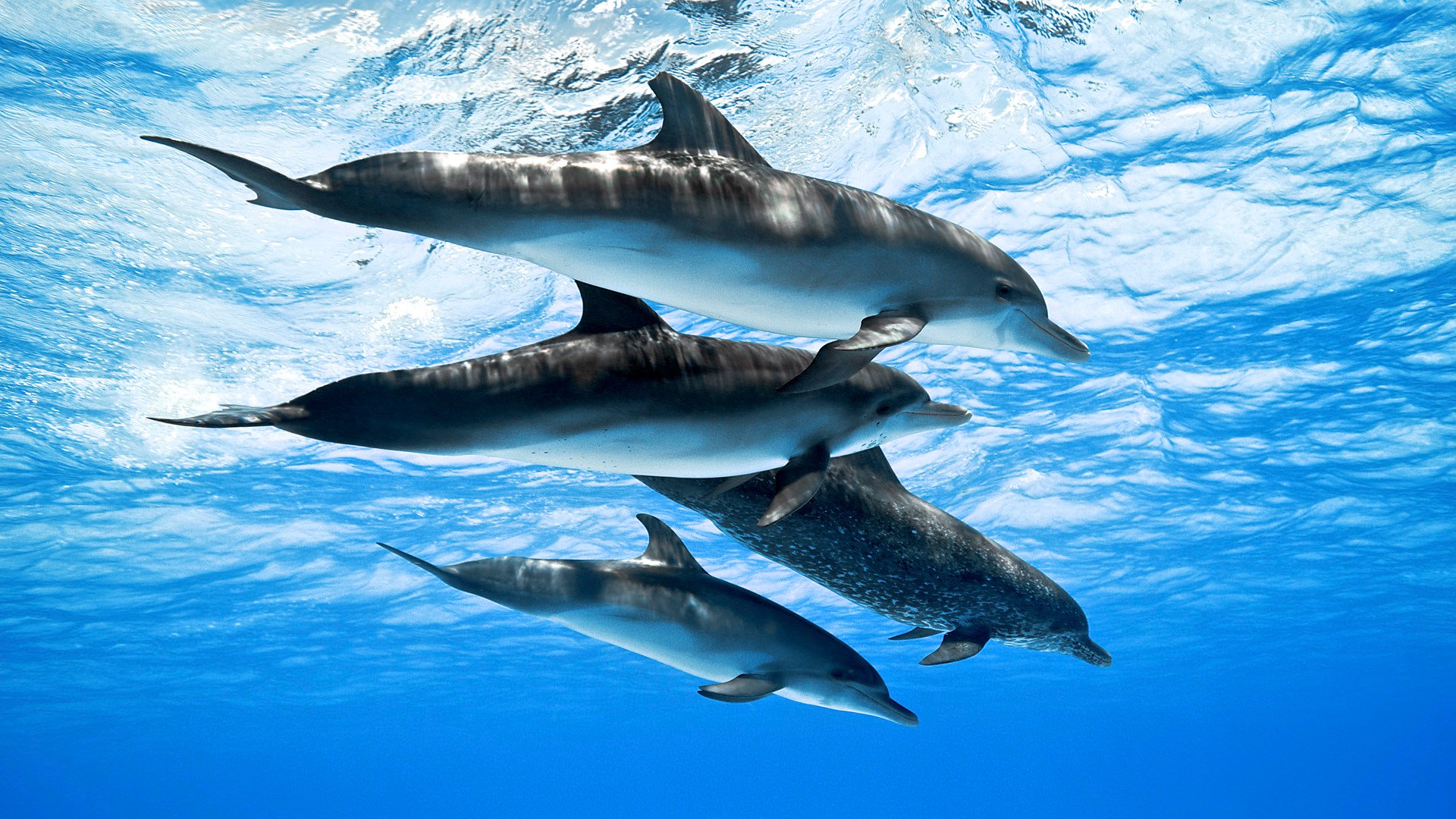 dauphins mer océan eau troupeau