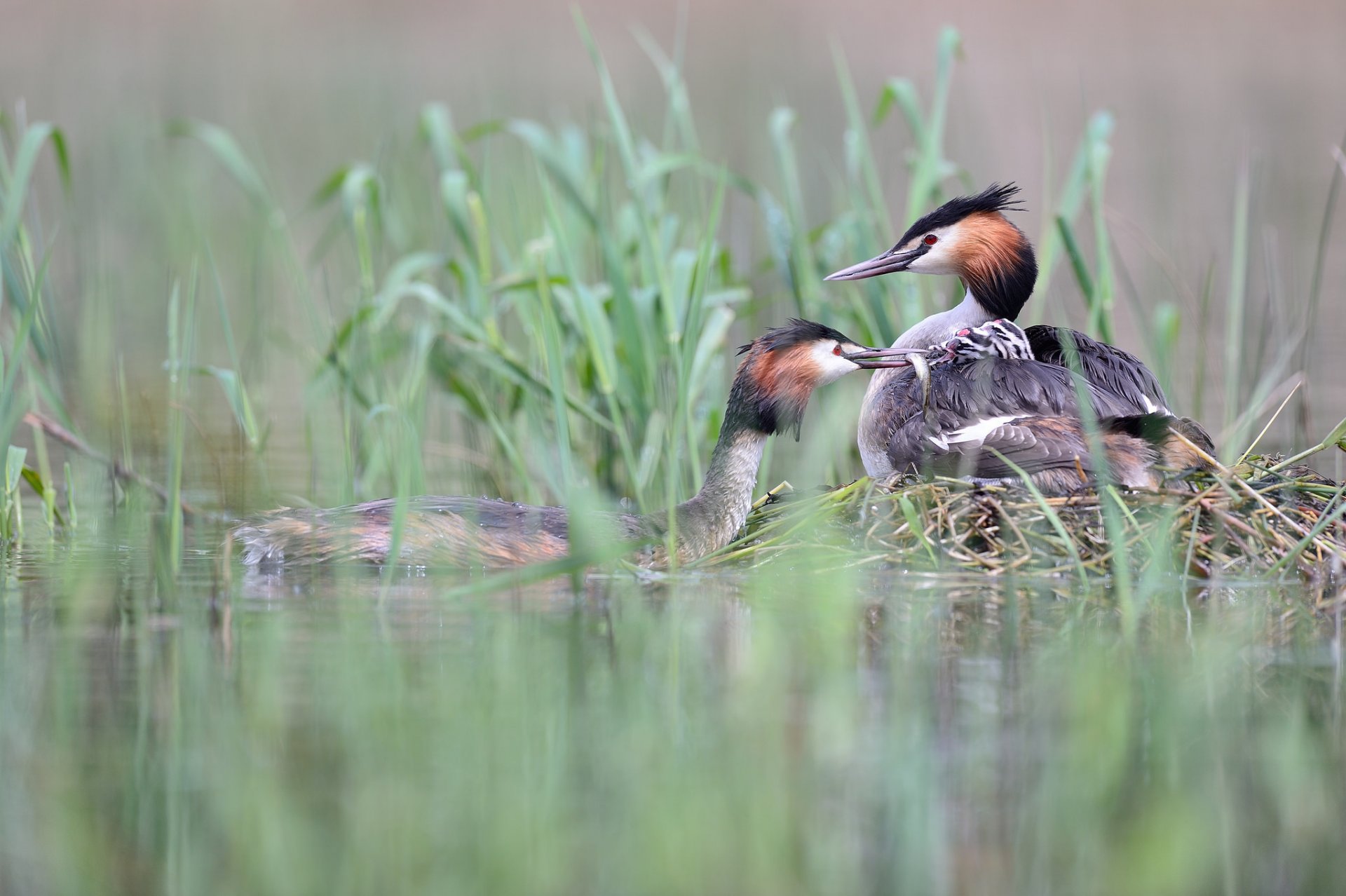 plan d eau herbe canards champignons deux capture