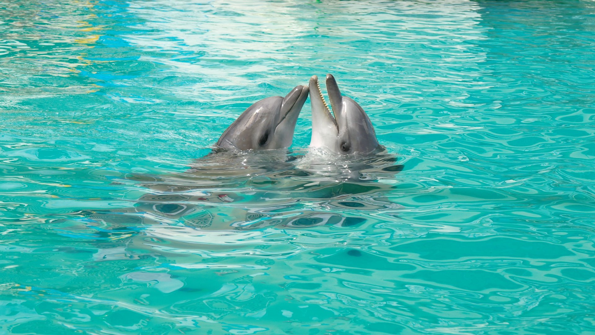 dauphins couple amour jeu