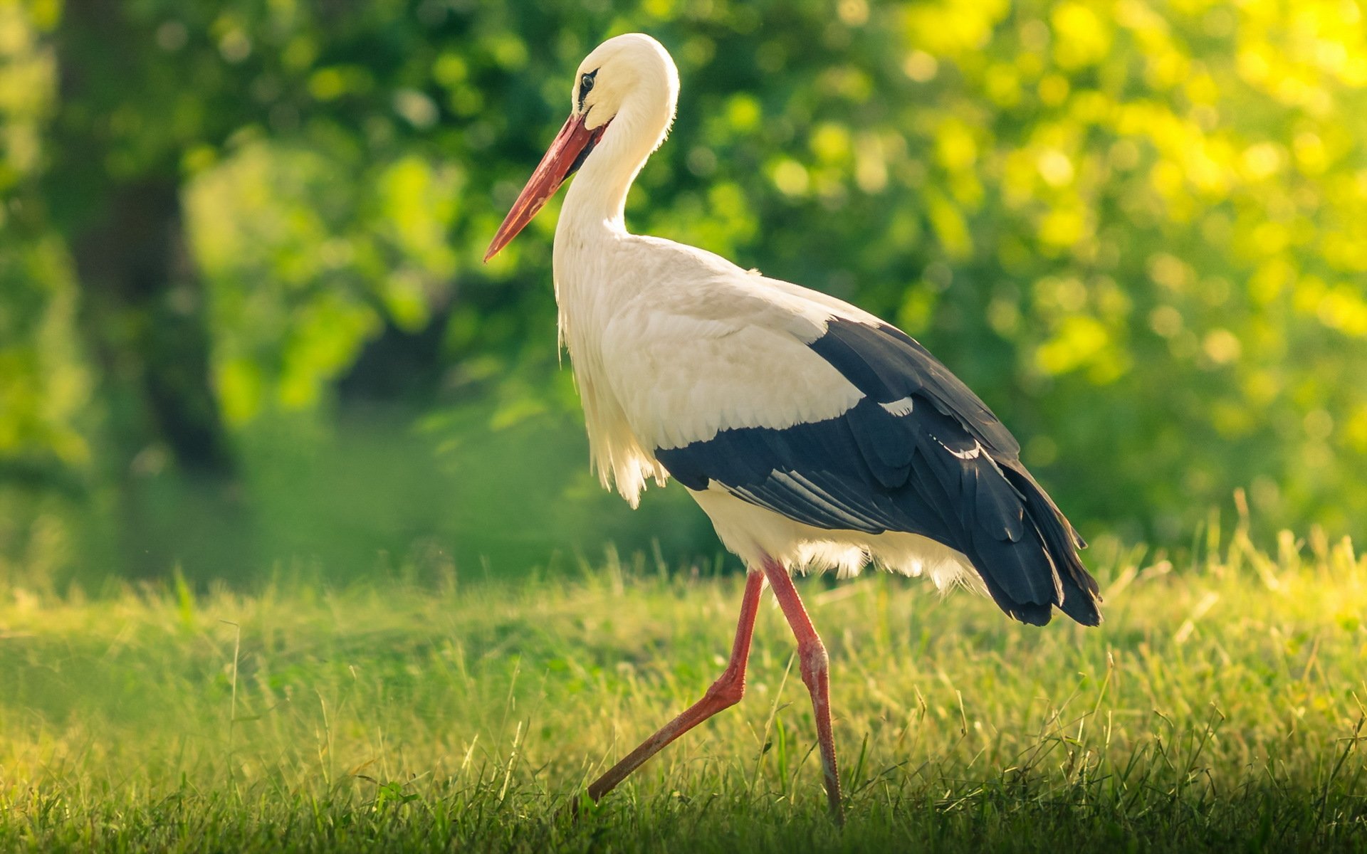 poultry stork summer