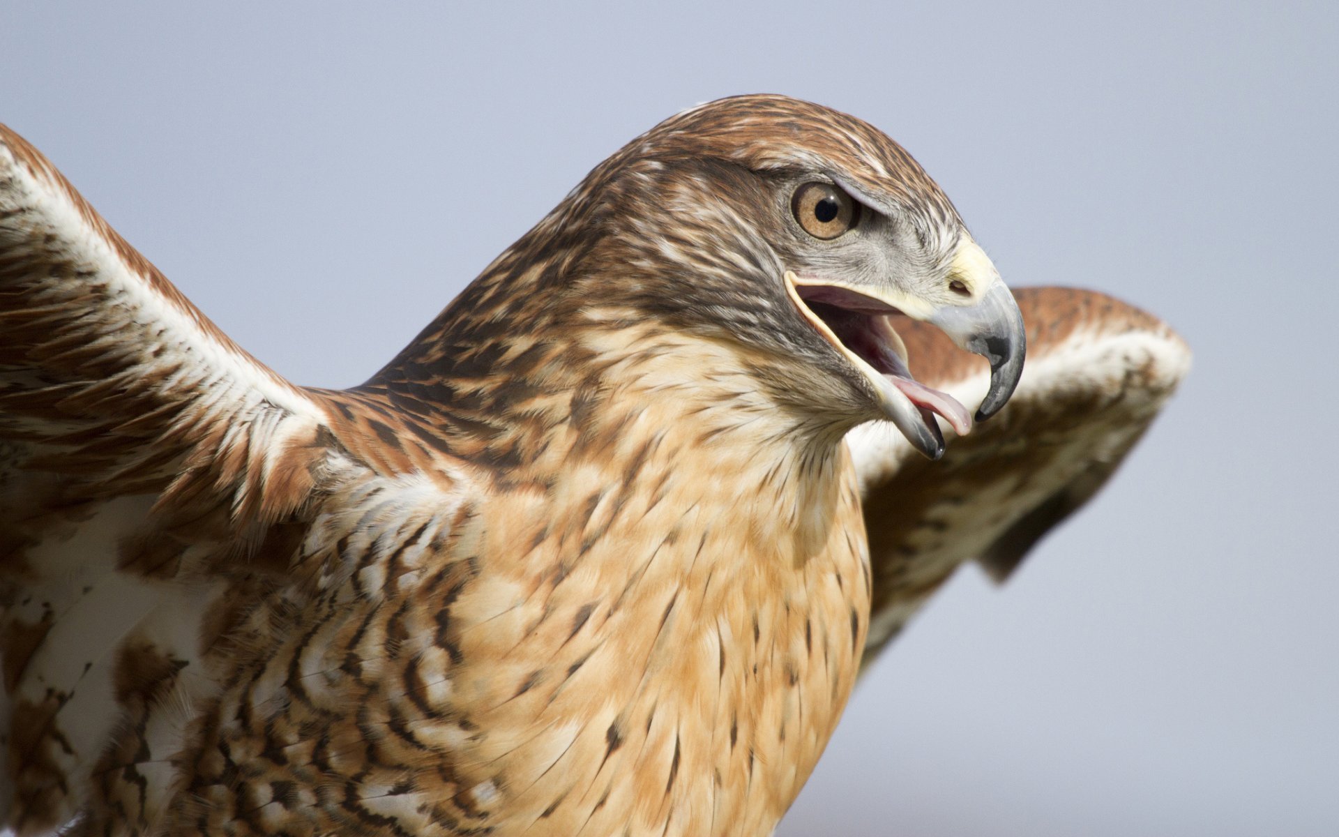 falco uccello predatore testa becco ali