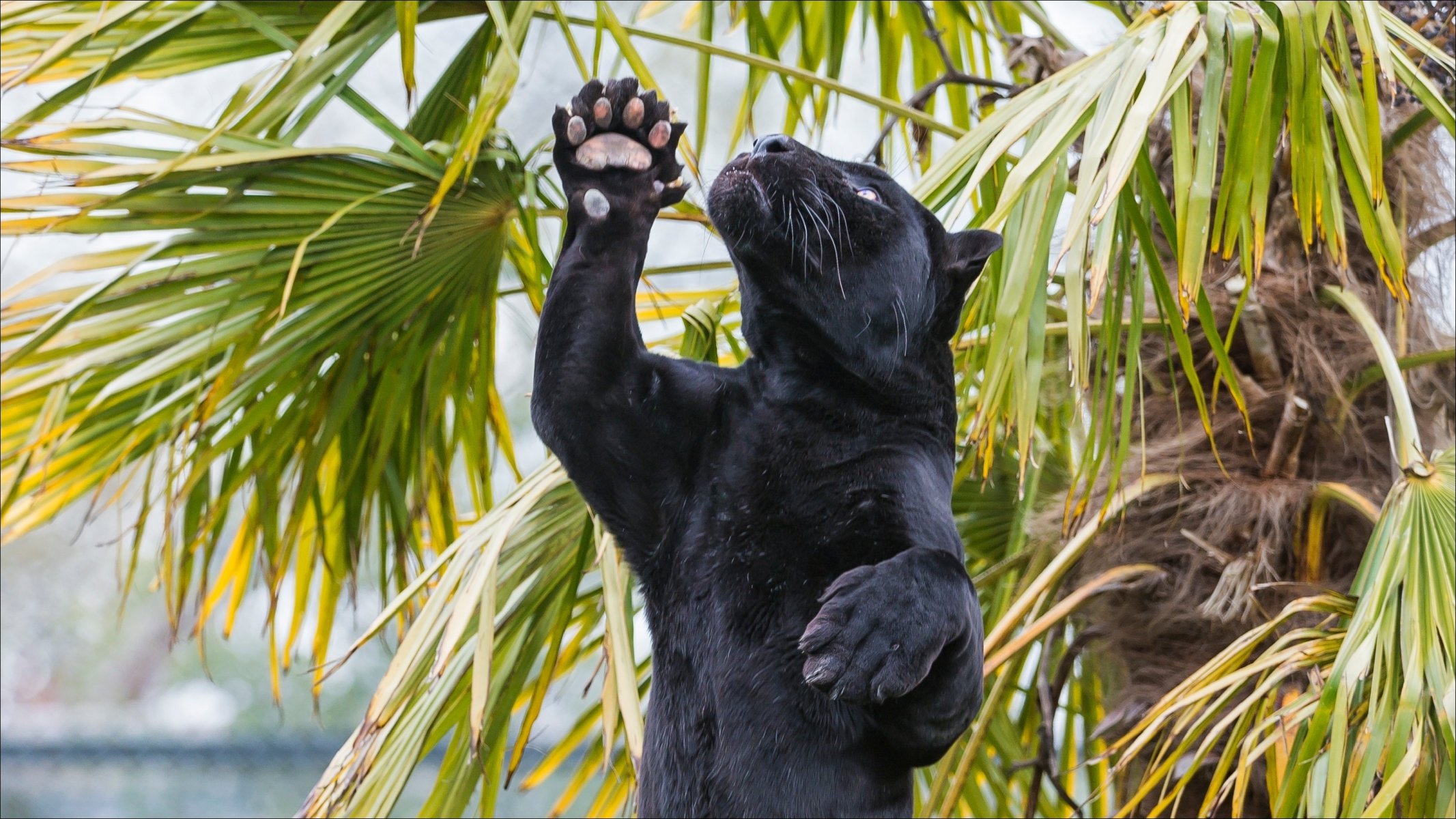 natura animali giaguaro pantera gatti predatore