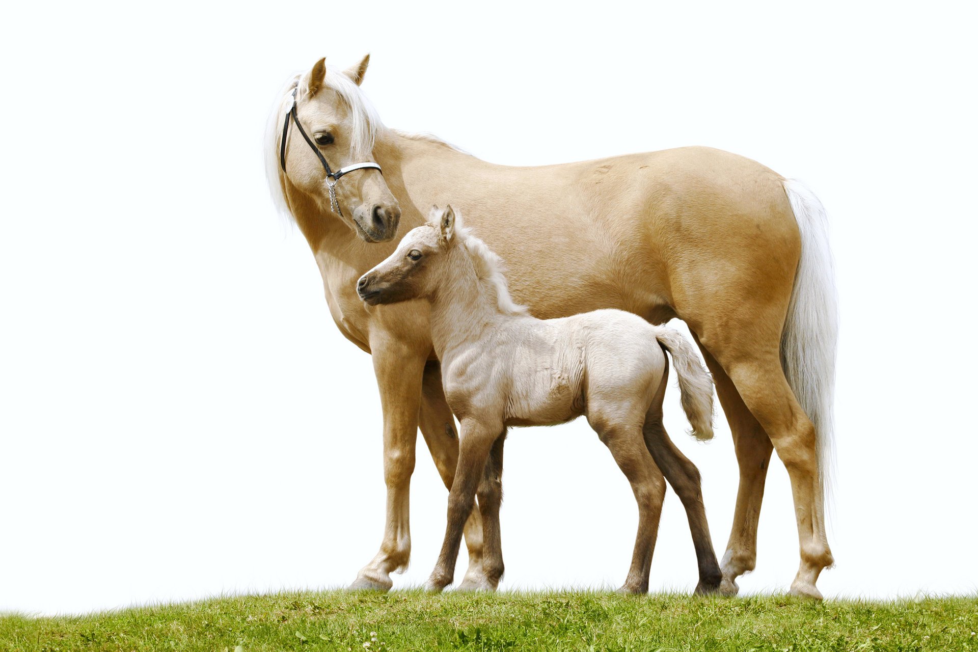 cheval cheval couple herbe fond blanc