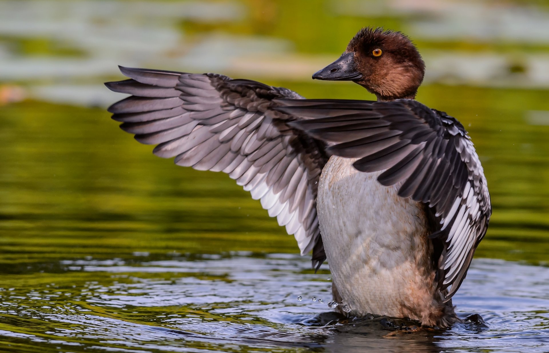 canard gogol ailes eau