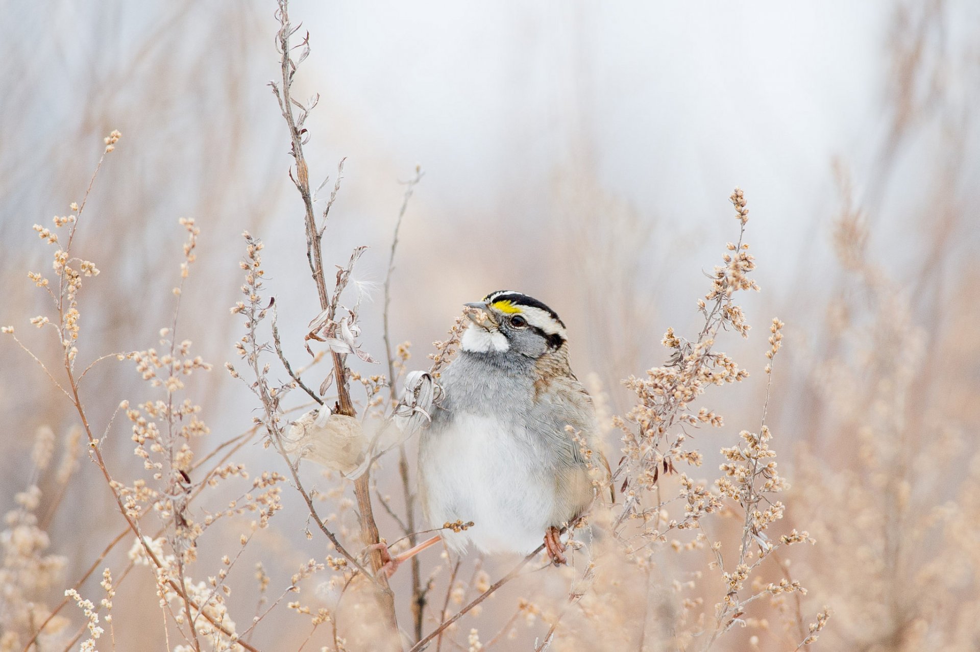 zweige vogel samen essen