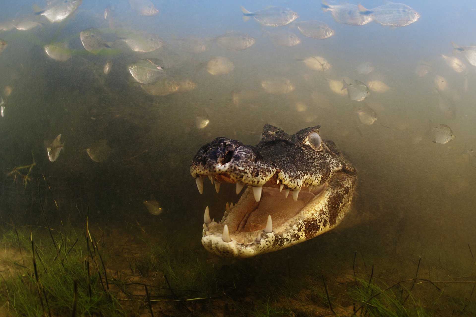 alligator fluss cayman zähne wasservegetation pantanal mato grosso brasilien