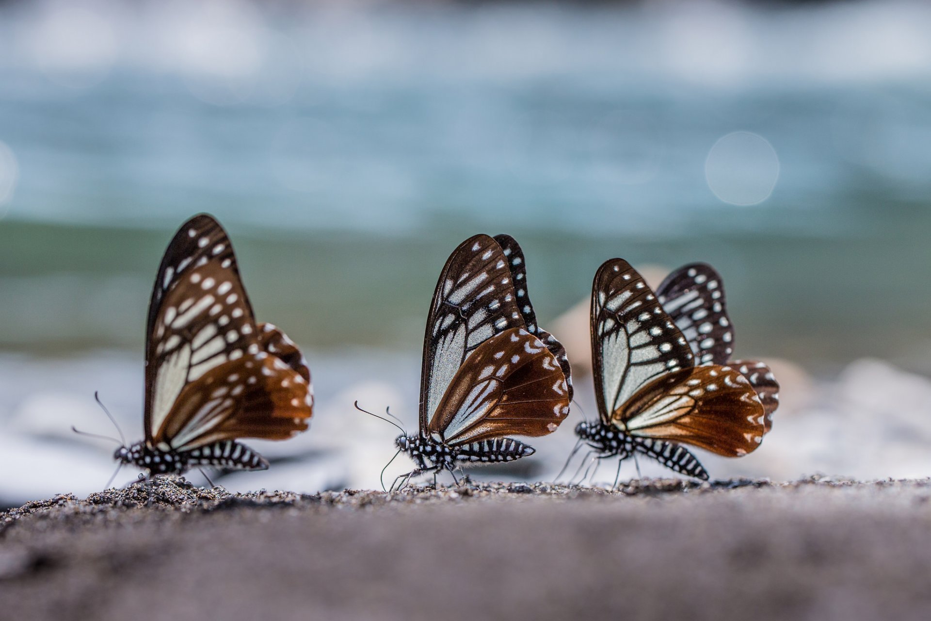 farfalle tre trio macro luci