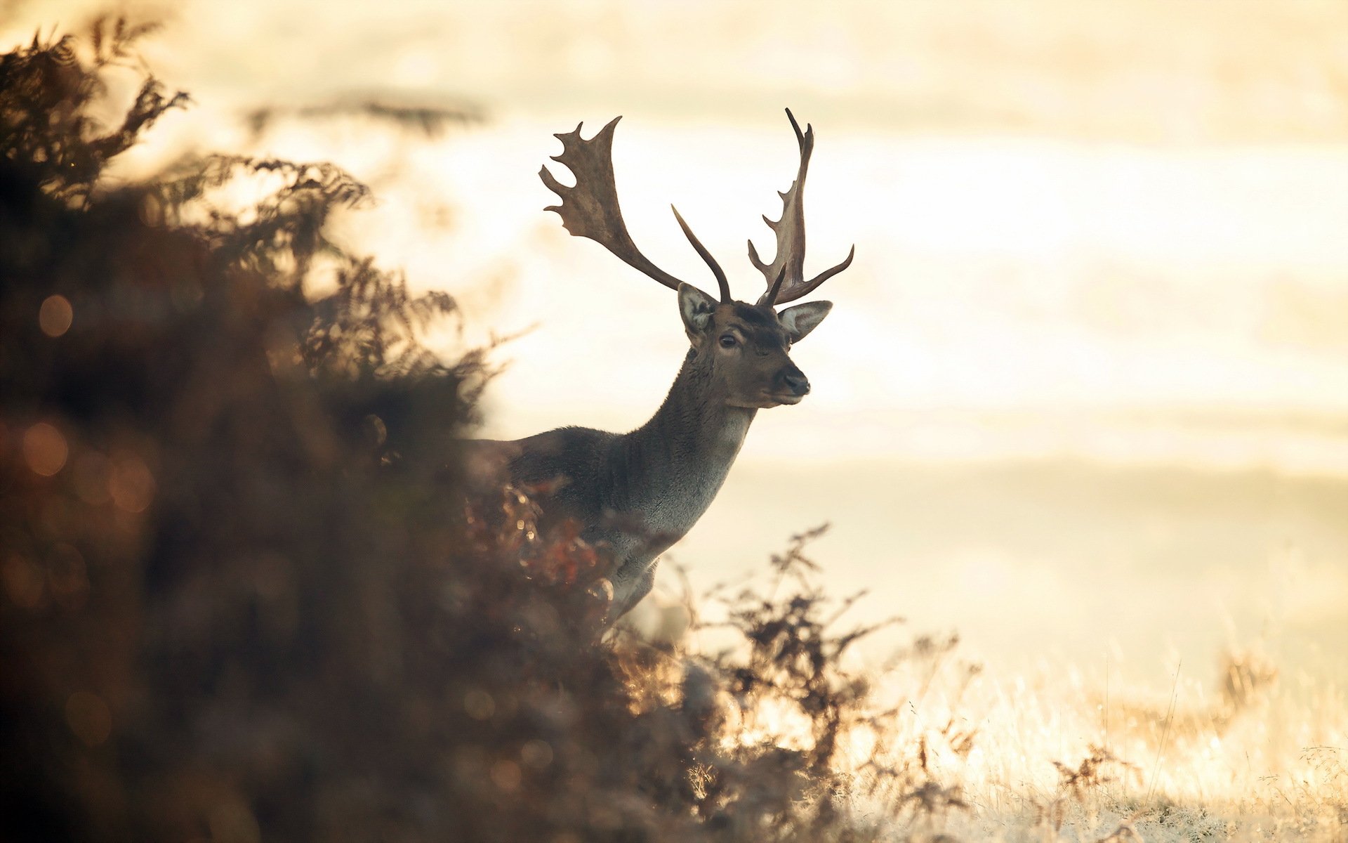 cerf nature fond