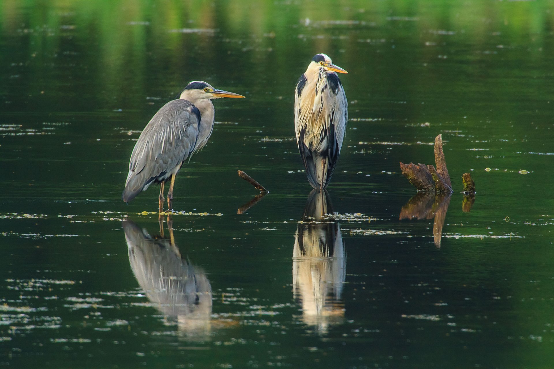 eau plan d eau bois flotté oiseaux deux hérons gris