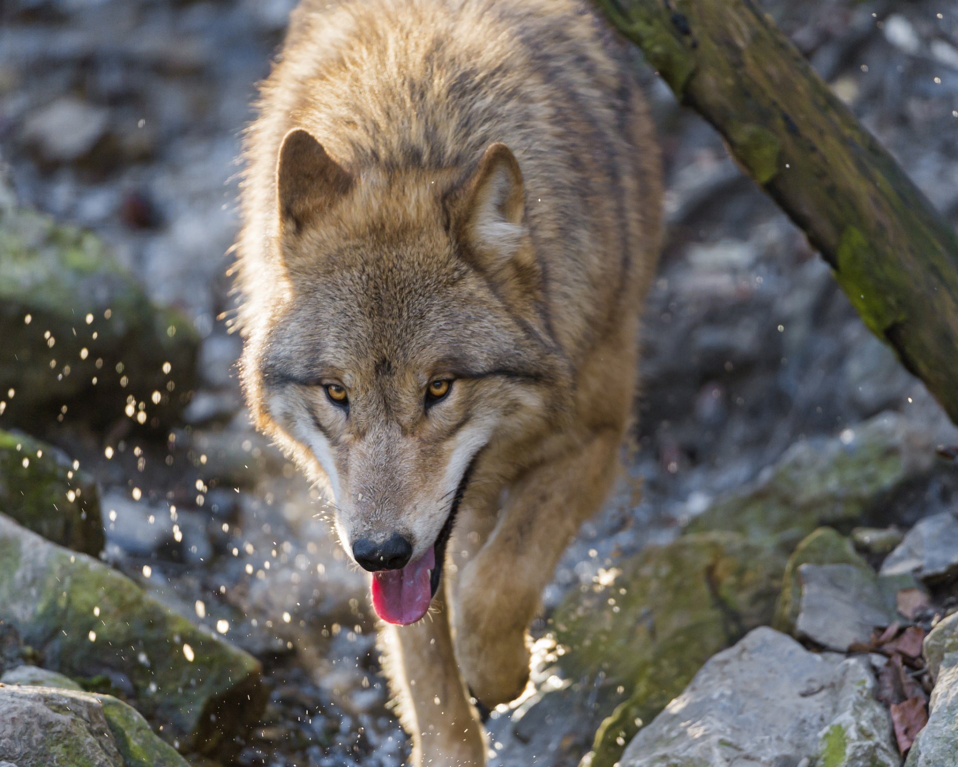 lobo hocico yaik depredador piedras salpicaduras ©tambako the jaguar